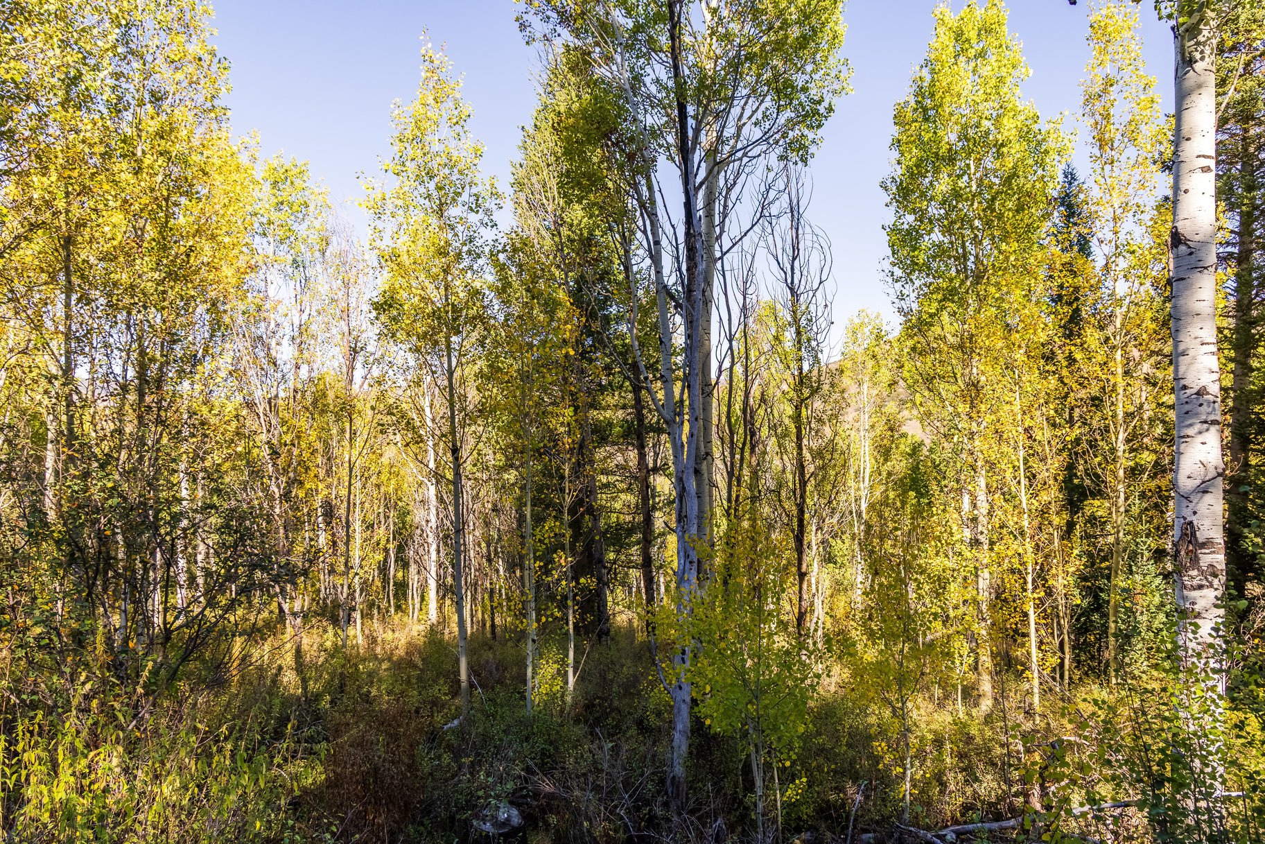  1.32-Acre Wooded Retreat in Gated Pine Mountain Near Oakley - 物件實景