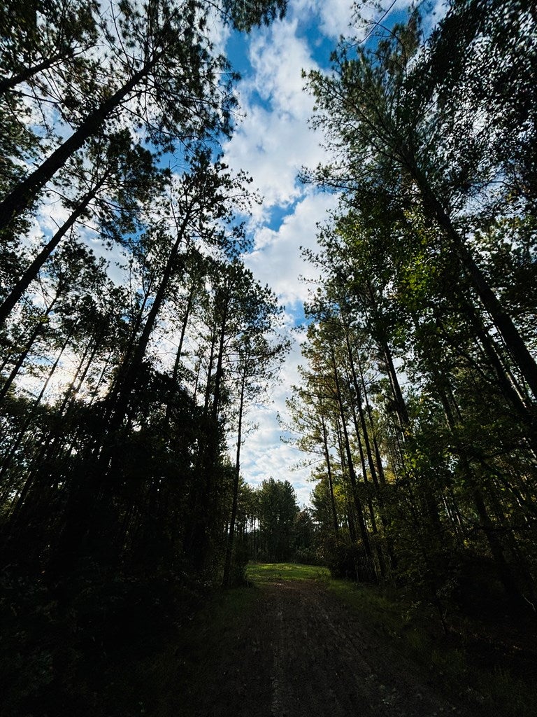 Abbeville, Georgia, 31001, United States, ,Land,For Sale,1975130