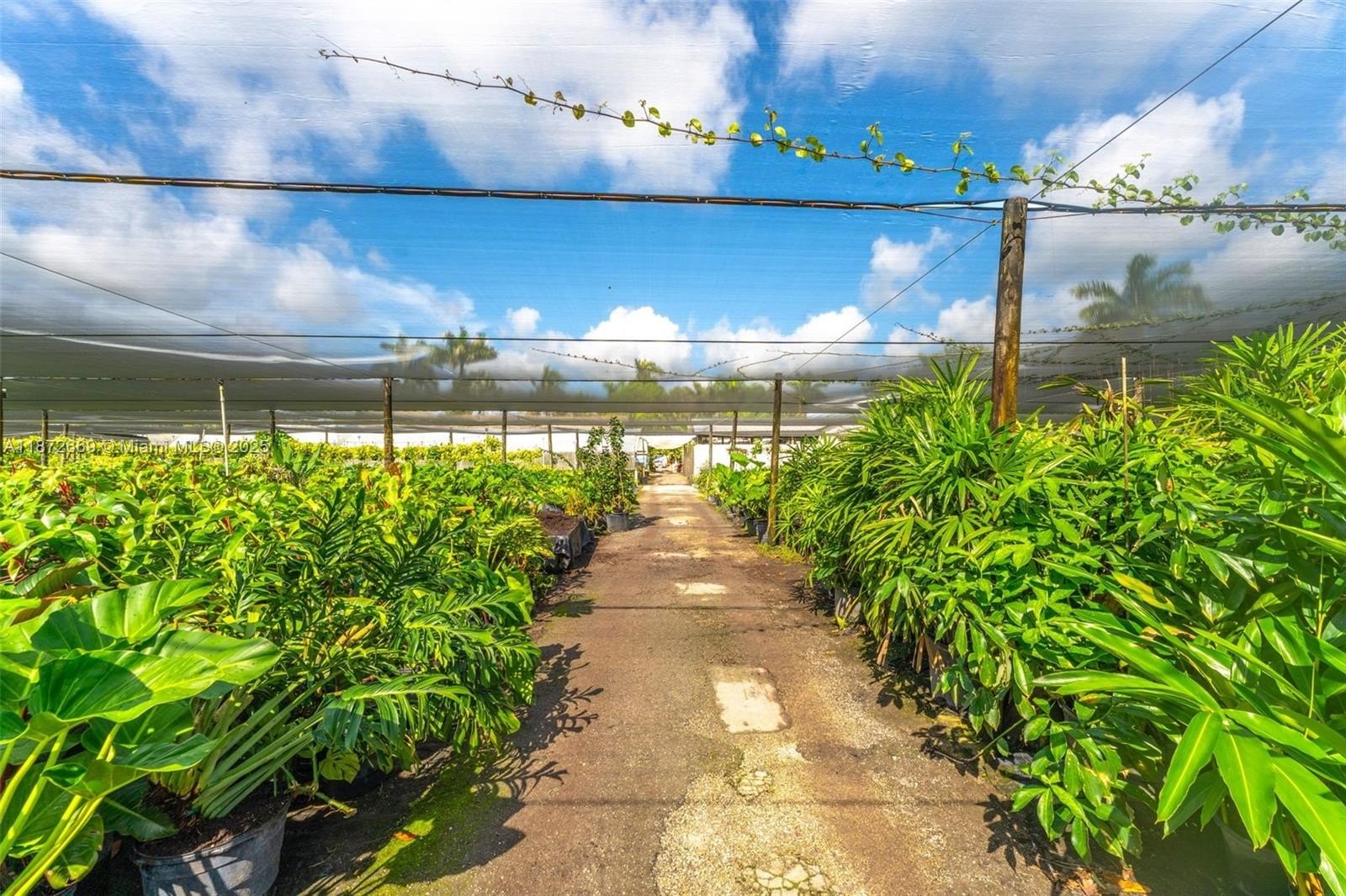 Miami, Florida, 33187, United States, ,Land,For Sale,1977512