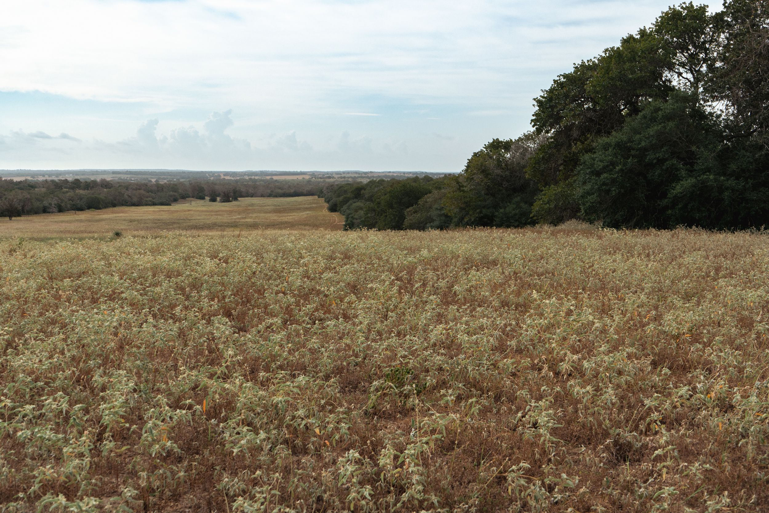  860+/- Acre PQR Ranch in Gonzales County - 物件實景
