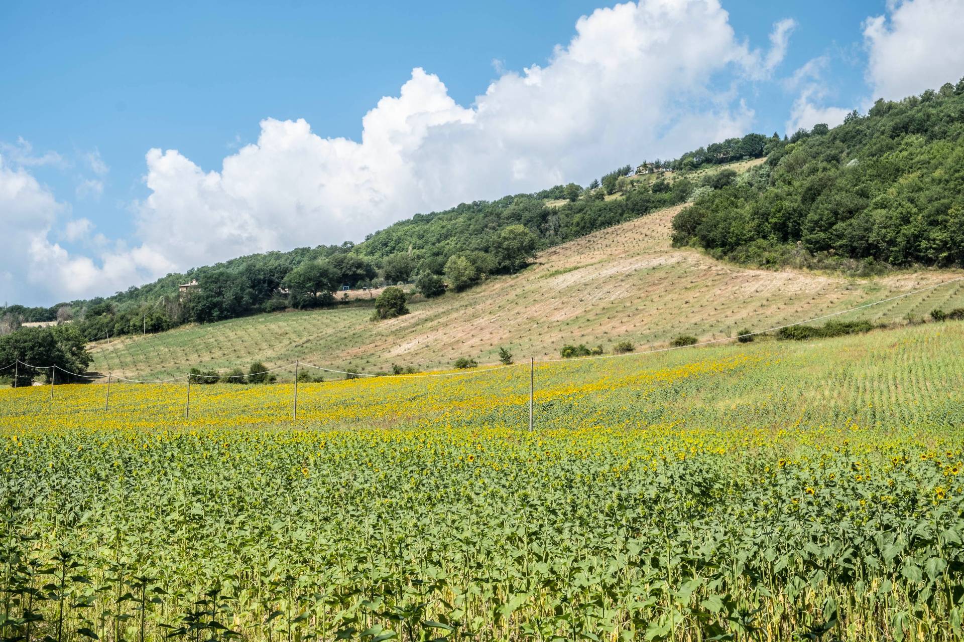 Umbertide, Perugia, 06019, IT, 12 Bedrooms Bedrooms, ,14 BathroomsBathrooms,Residential,For Sale,1986258