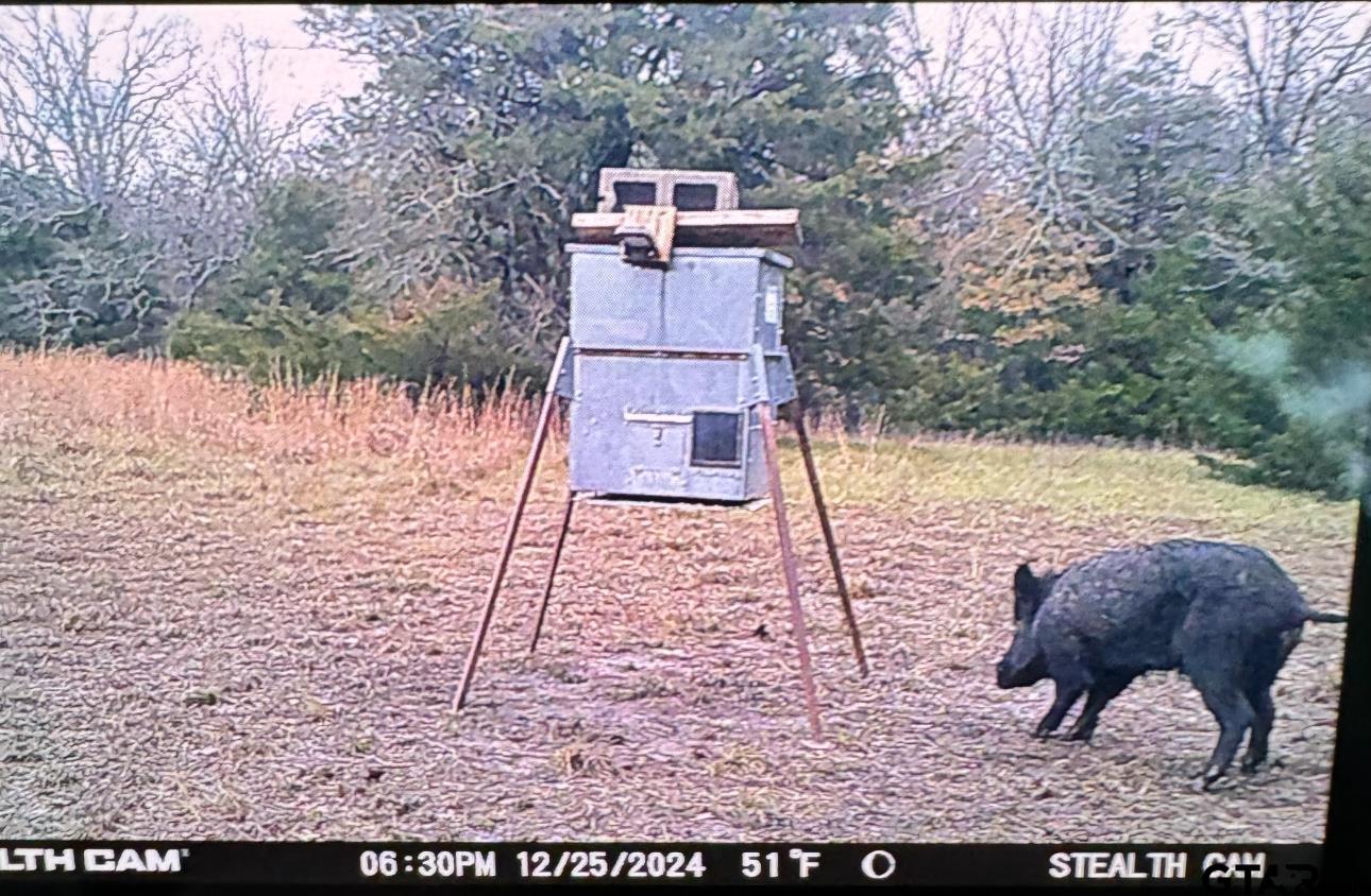 Cumby, Texas, 75433, United States, ,Land,For Sale,1974117