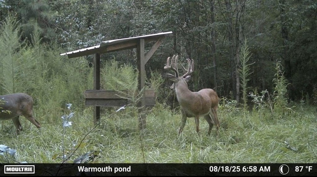 Abbeville, Georgia, 31001, United States, ,Land,For Sale,1975130