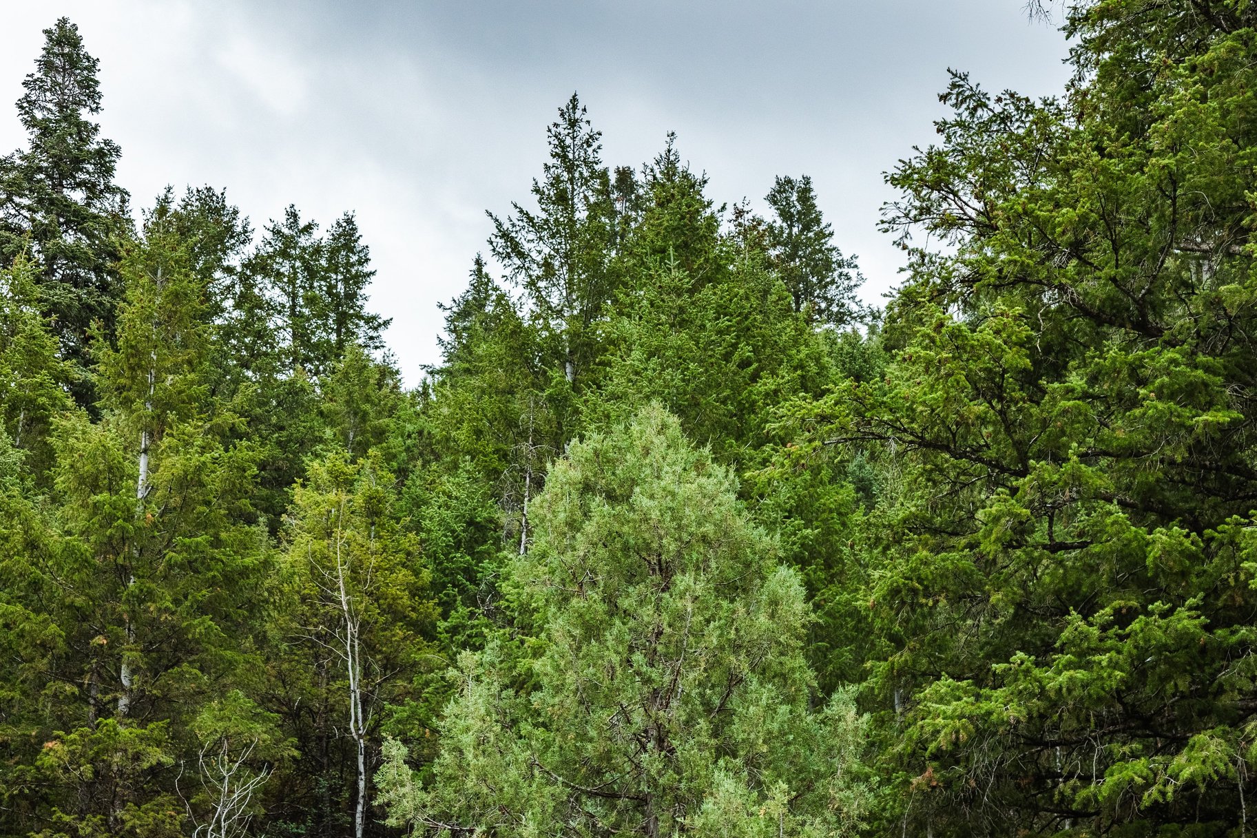  One+ Acre Off Mirror Lake Highway  Power, Septic Plan & Year Round Access - 物件實景