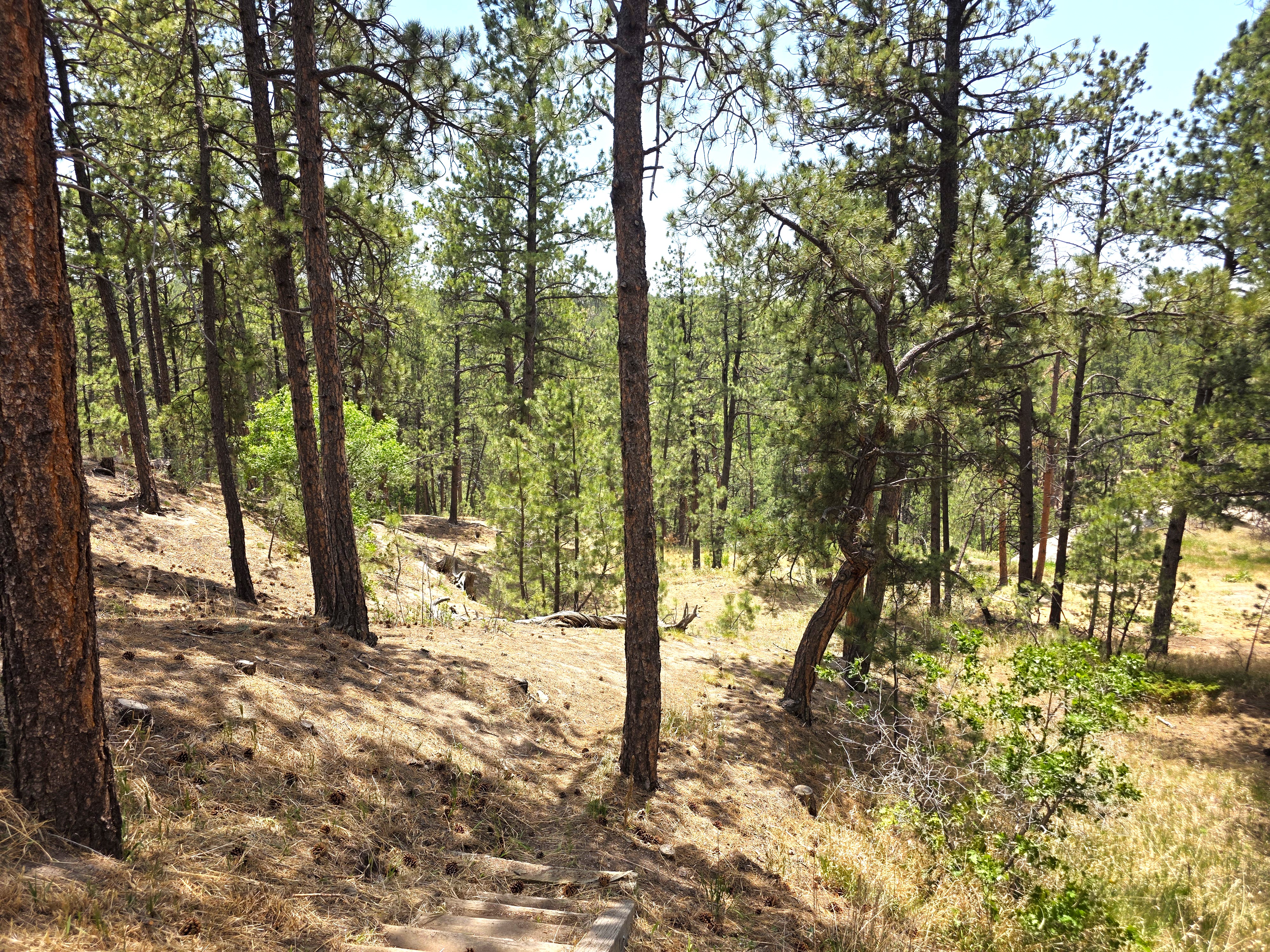  Extremely desirable southwest Black Forest location on stunning 5 wooded acres - 物件實景