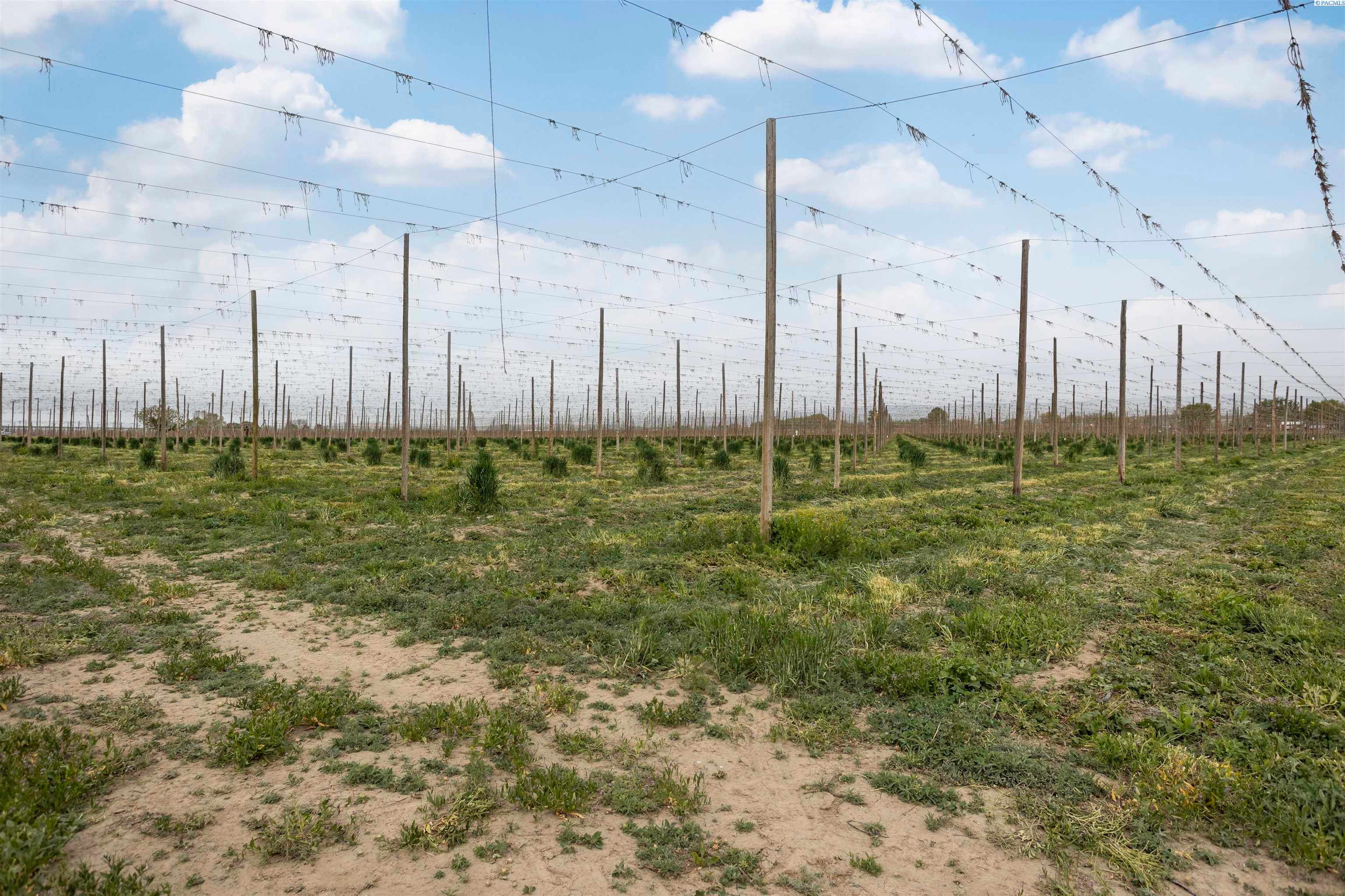 Grandview, Washington, 98930, United States, ,Land,For Sale,1976550