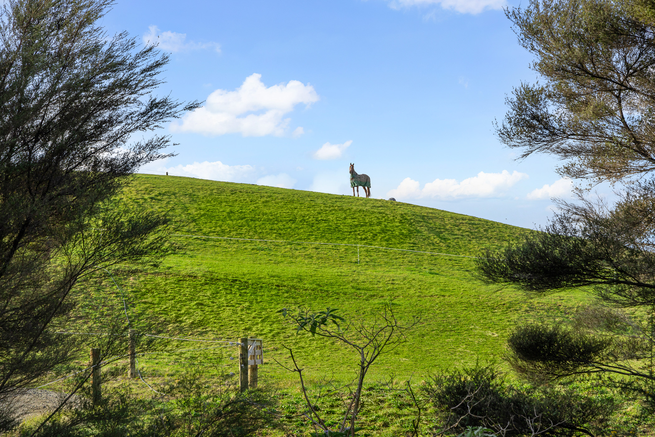  Equestrian Facility - Land Bank with Income - 物件實景
