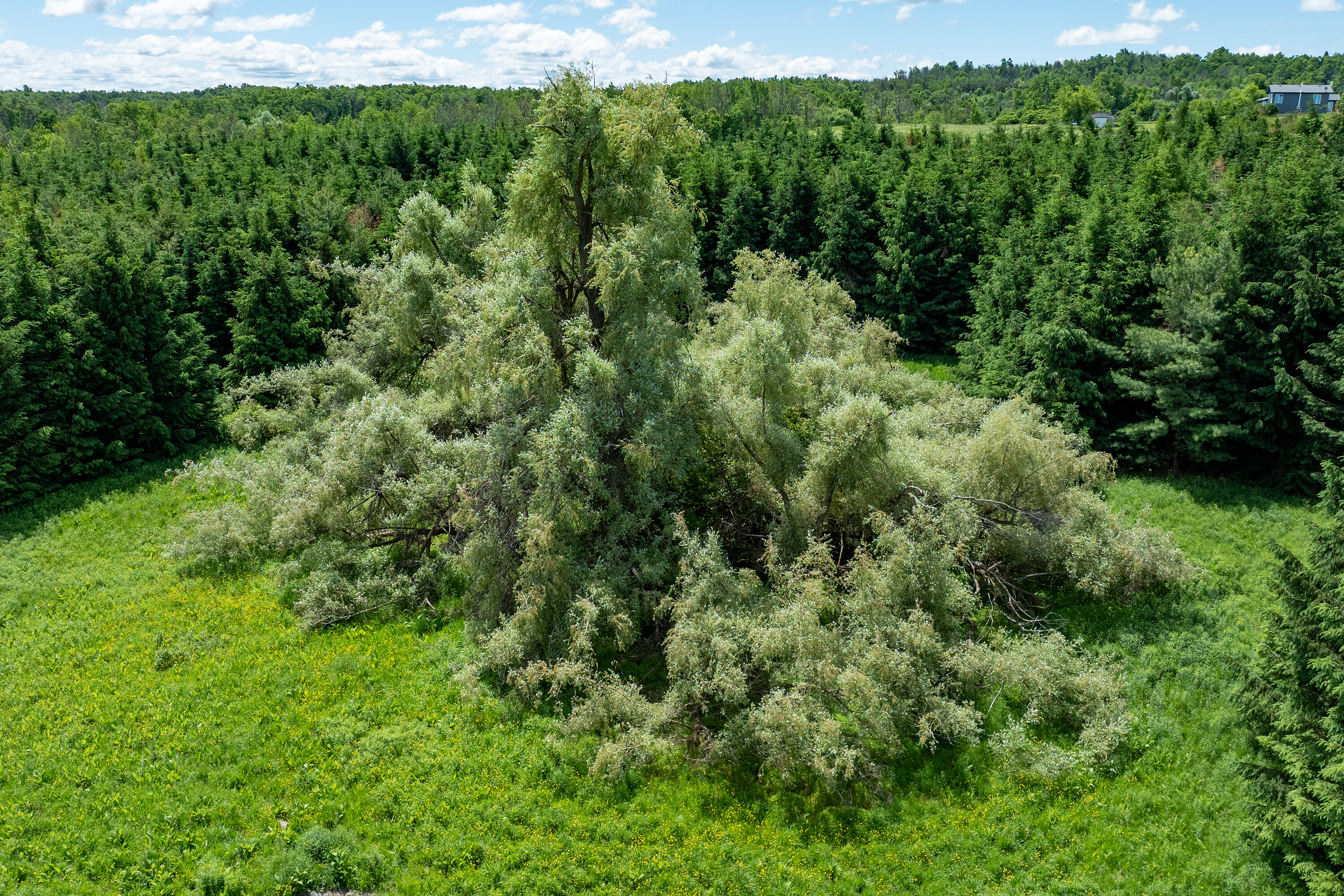  50 acre parcel in Mulmur ON - 物件實景