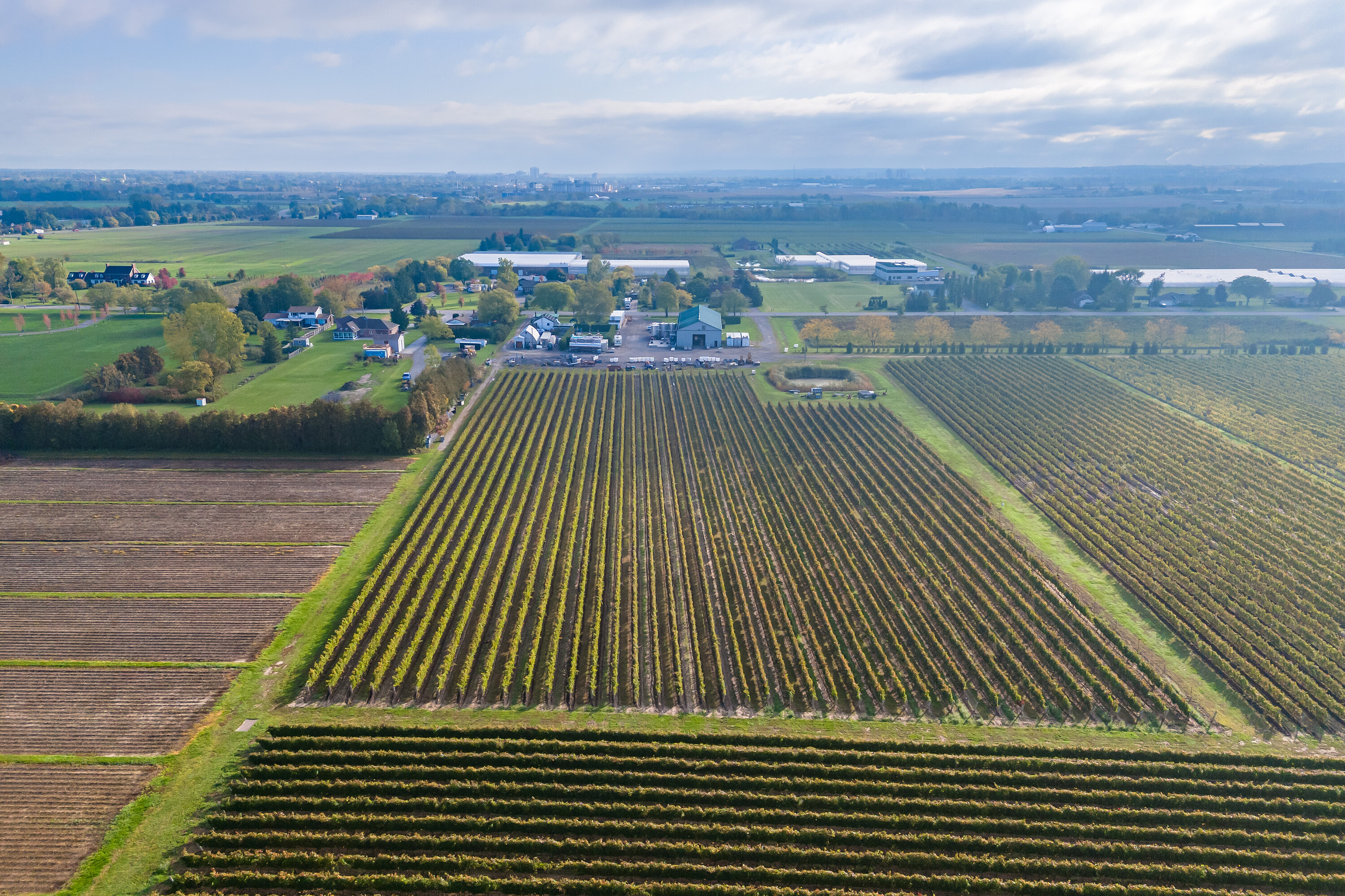  Fully Established Vineyard - 物件實景