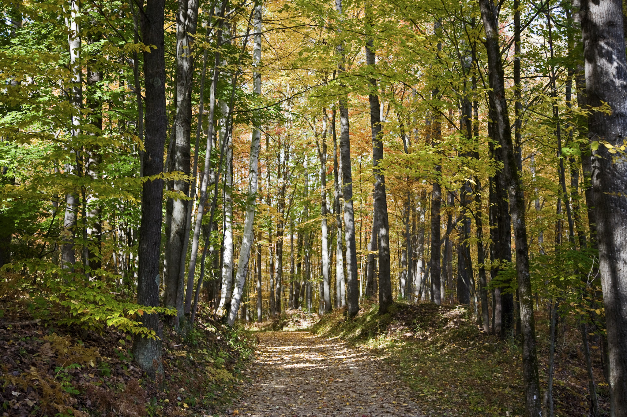 Branch, Michigan, 49402, United States, 1 Bedroom Bedrooms, ,1 BathroomBathrooms,Residential,For Sale,2001233