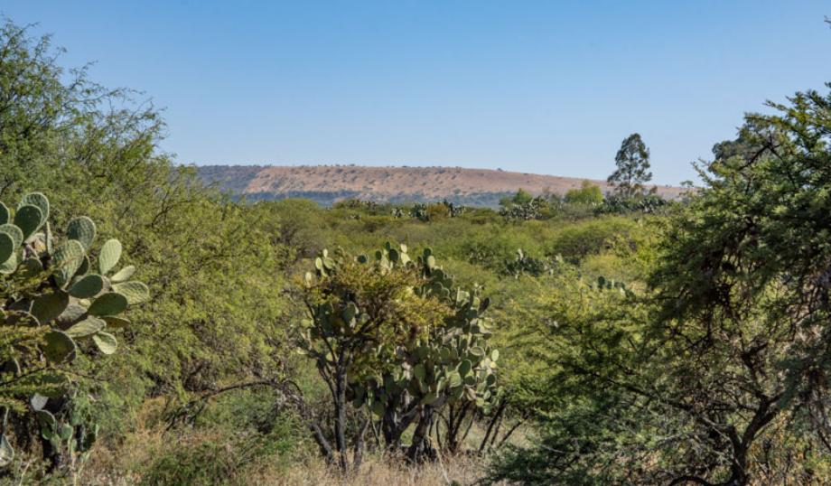 Vista los Picachos, San Miguel de Allende, Guanajuato, 37892, Mexico, 1 Bedroom Bedrooms, ,Residential,For Sale,Vista los Picachos,1672105