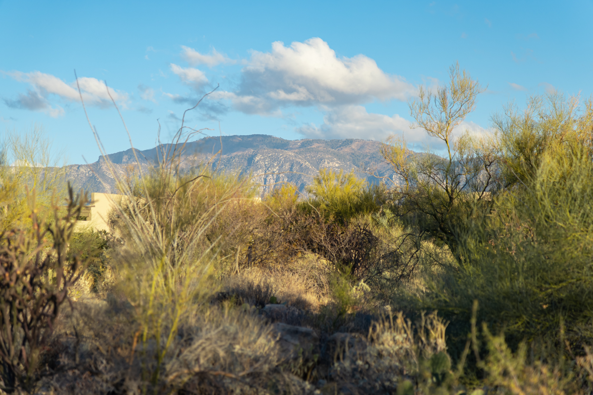  14191 N Giant Saguaro Place¦Oro Valley, AZ - 物件實景