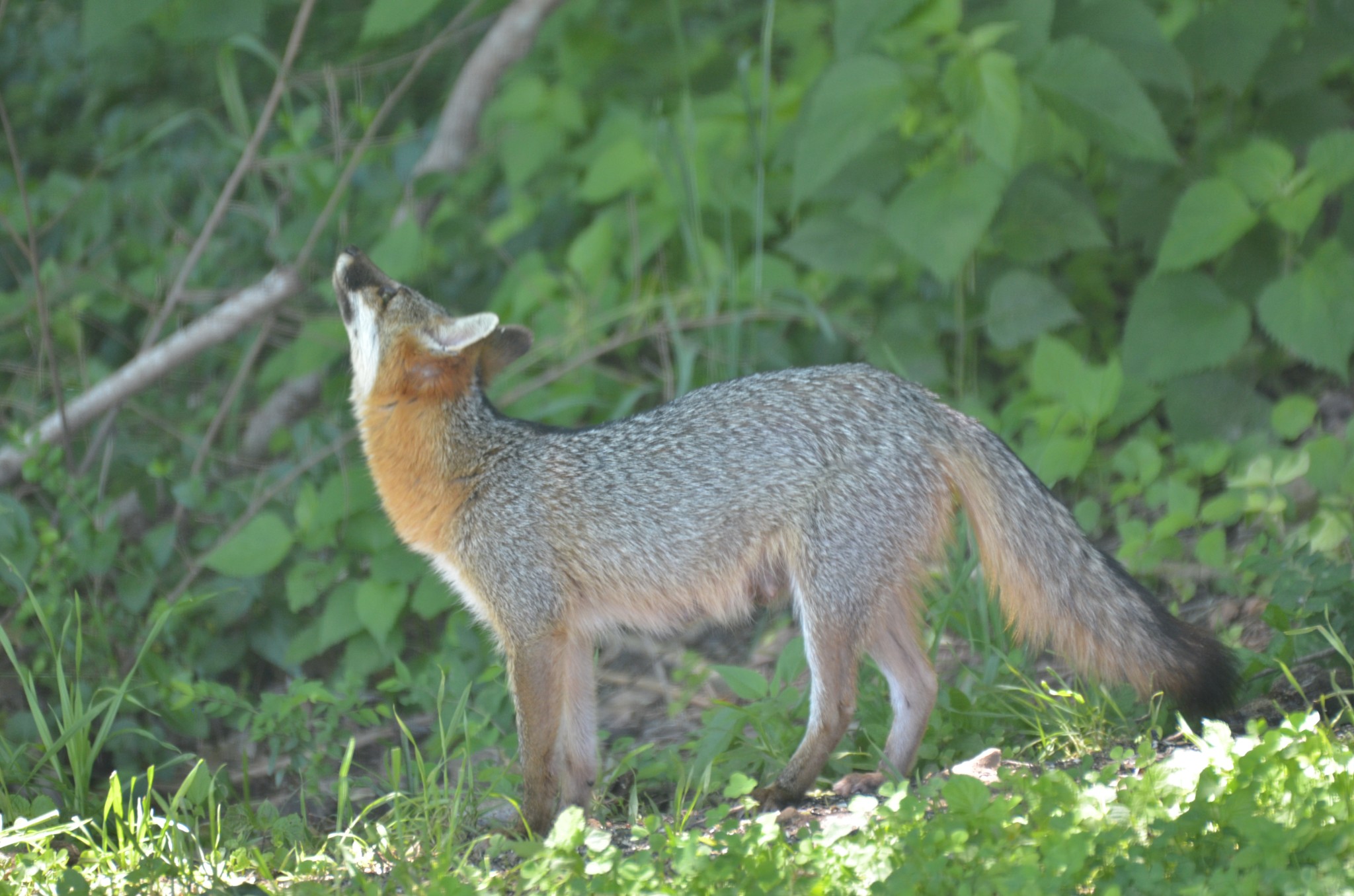 Lewisburg, Tennessee, 37091, United States, 4 Bedrooms Bedrooms, ,3 BathroomsBathrooms,Residential,For Sale,1999662