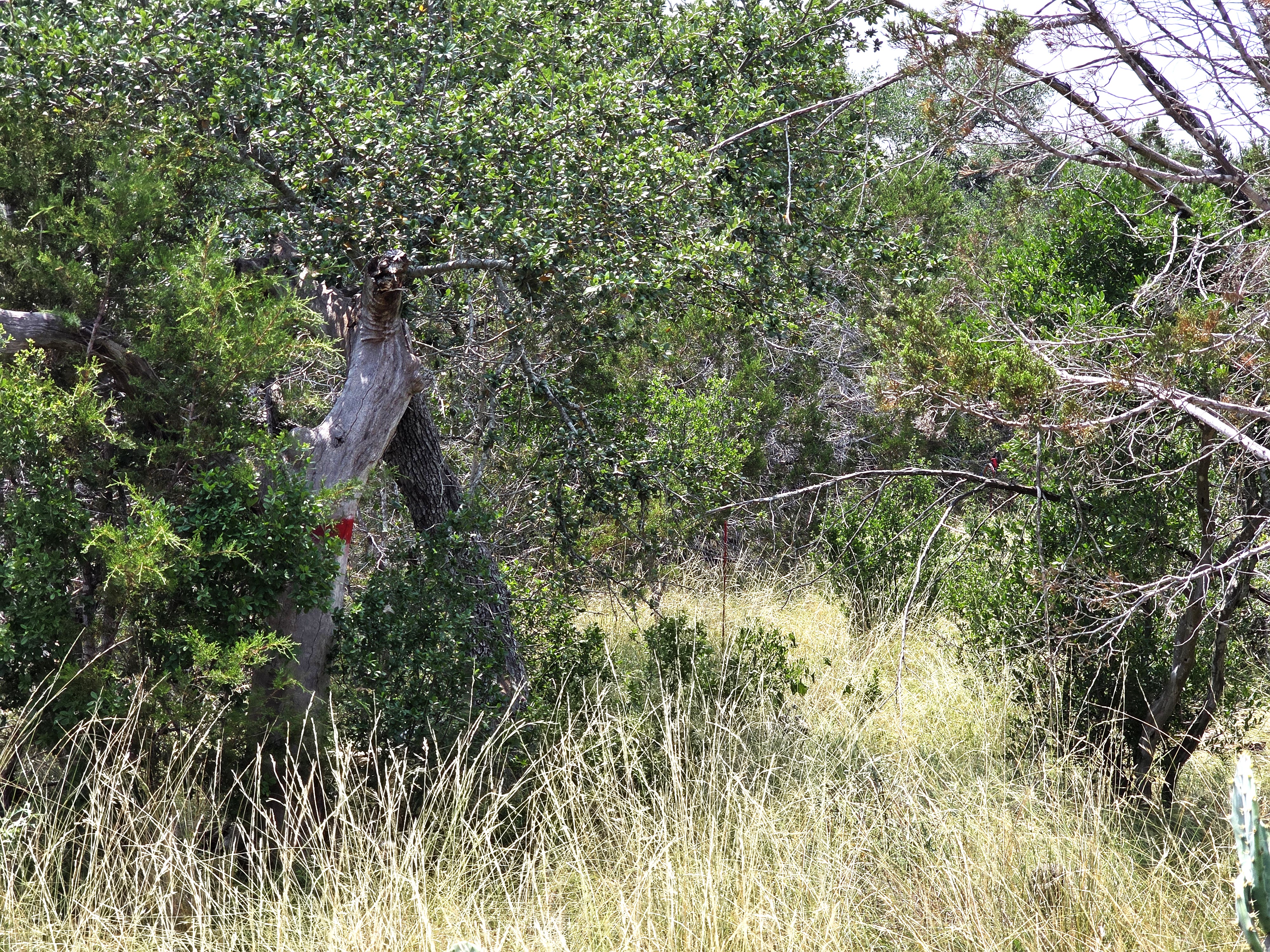 San Marcos, Texas, 78666, United States, ,Land,For Sale,1976108