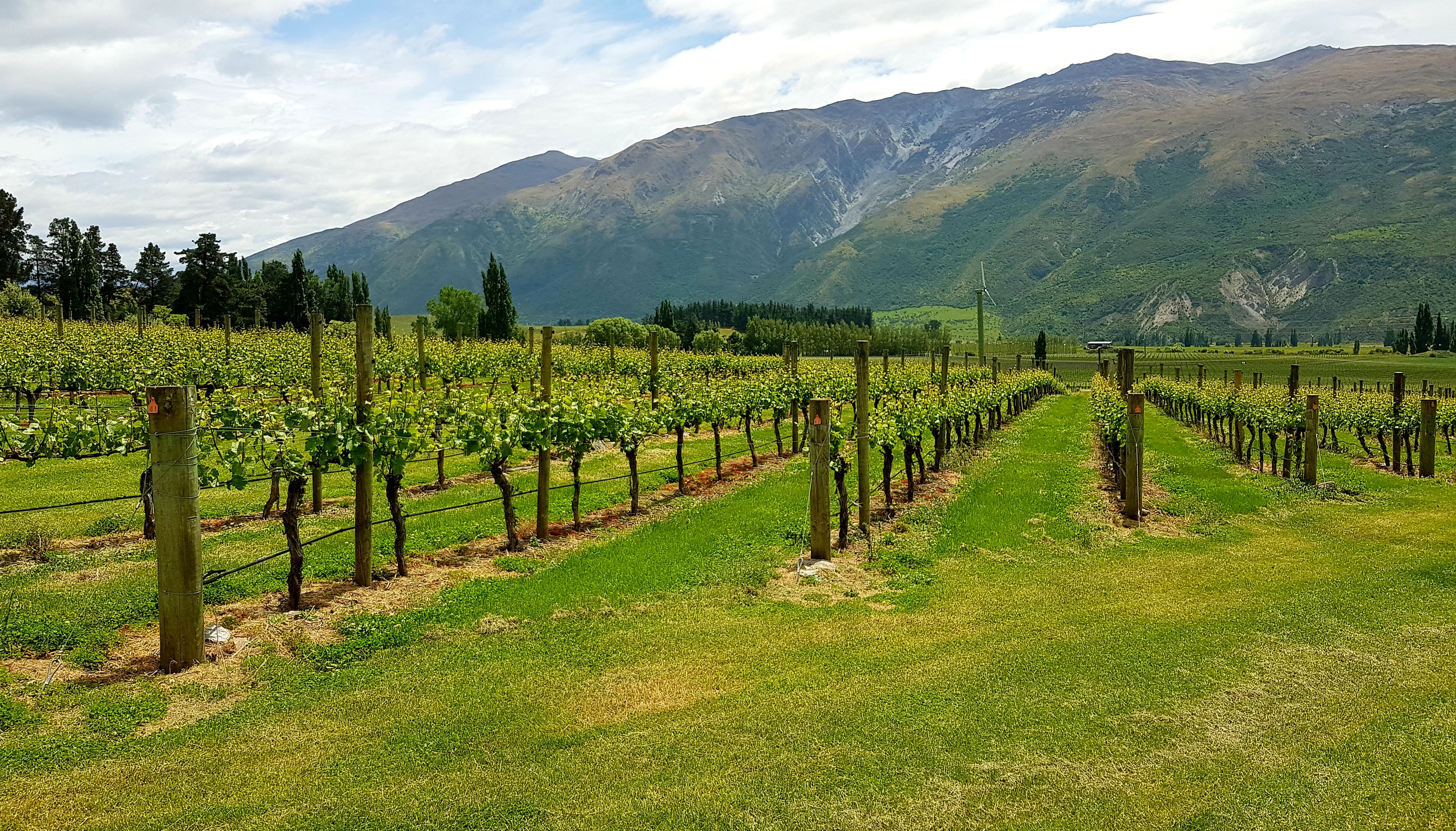  Award Winning Vineyard - 物件實景
