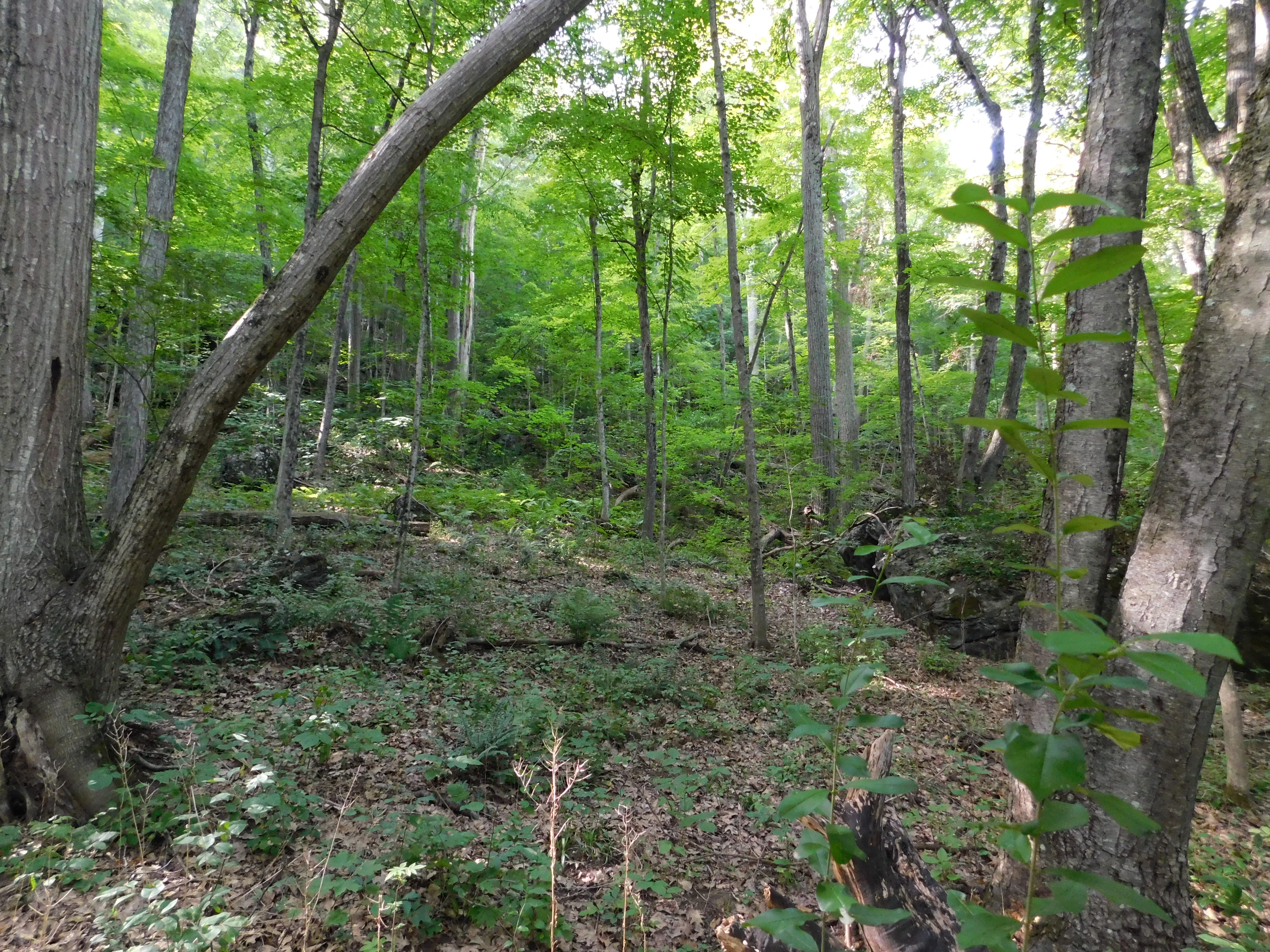  153 White Hollow Road - 物件實景