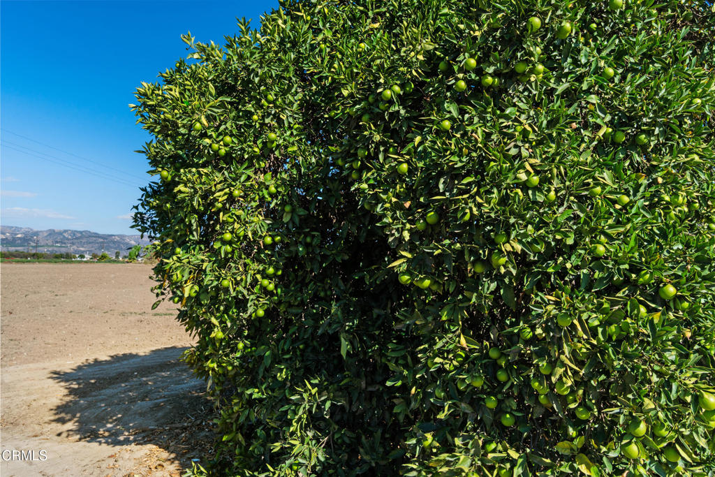 Fillmore, California, 93015, United States, ,Land,For Sale,1976940