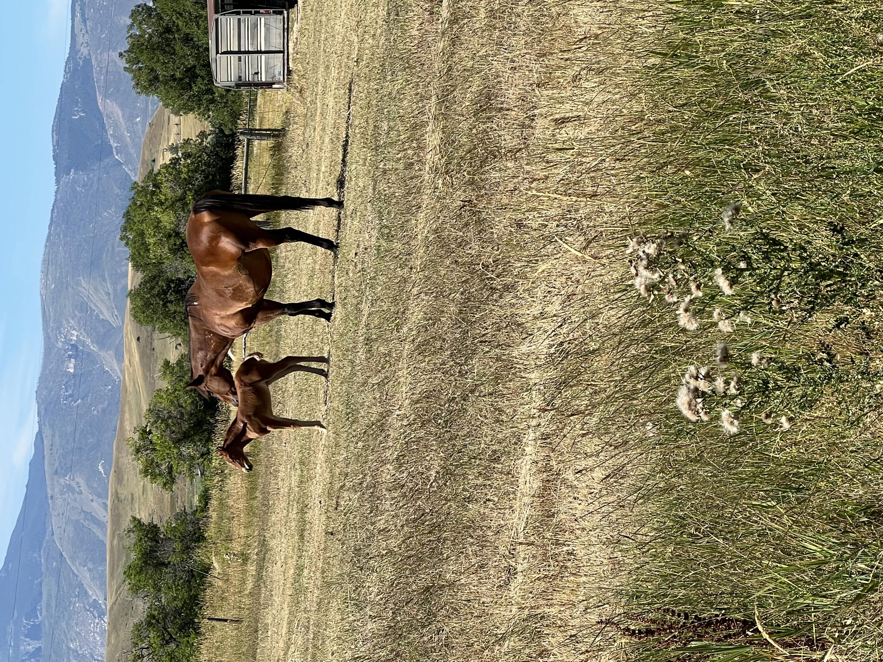 TBD HWY 87, Sheridan, Wyoming, 82801, United States, ,Residential,For Sale,TBD HWY 87,1612340
