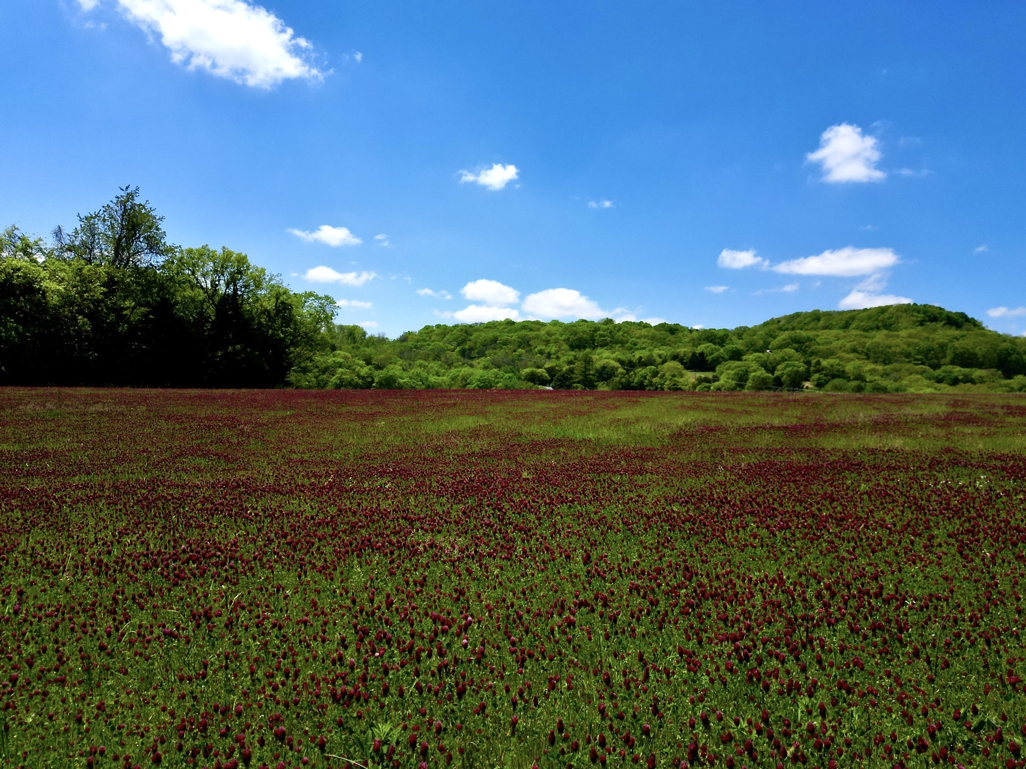  9591 Clovercroft Rd Lot 2, Franklin, TN, 37067 - 物件實景