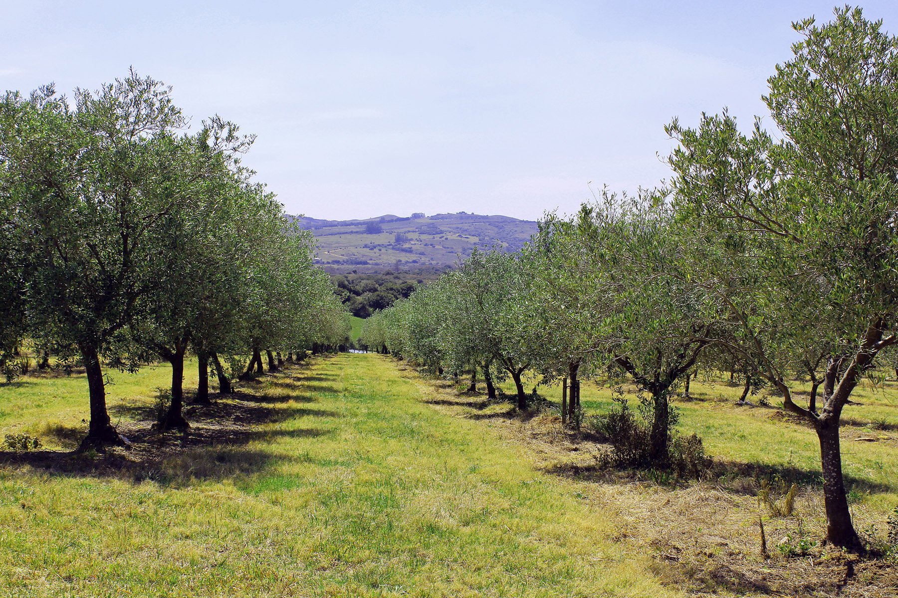  Farm with olive groves in Pueblo Edén - 物件實景