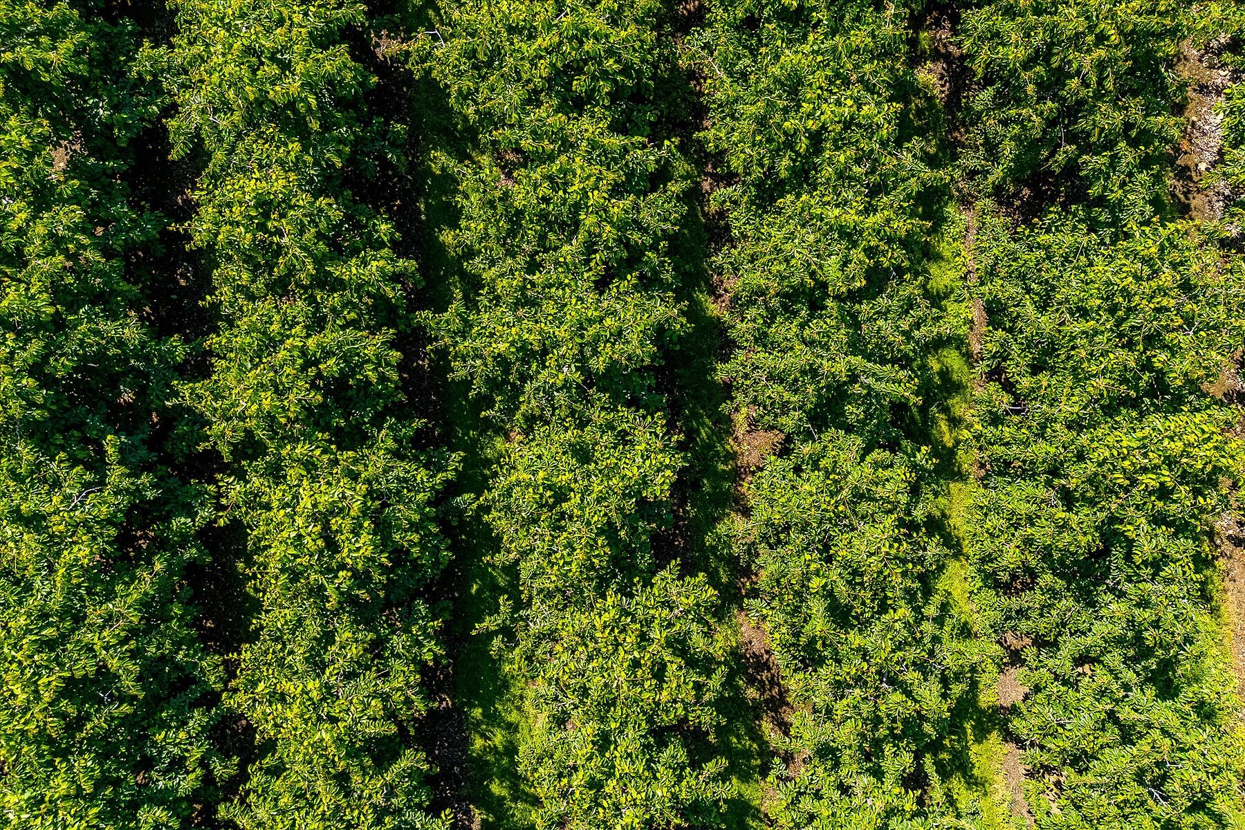  Productive Acreage - 物件實景