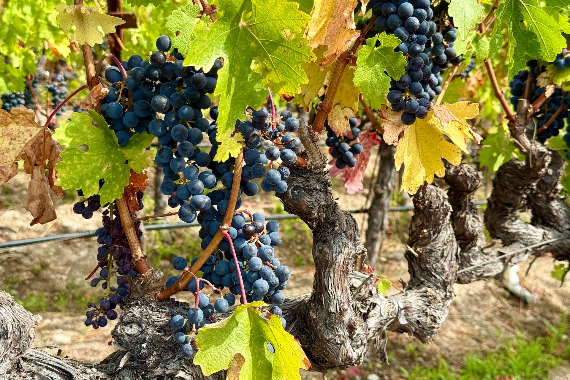 Classic Wine Country Setting - 物件實景