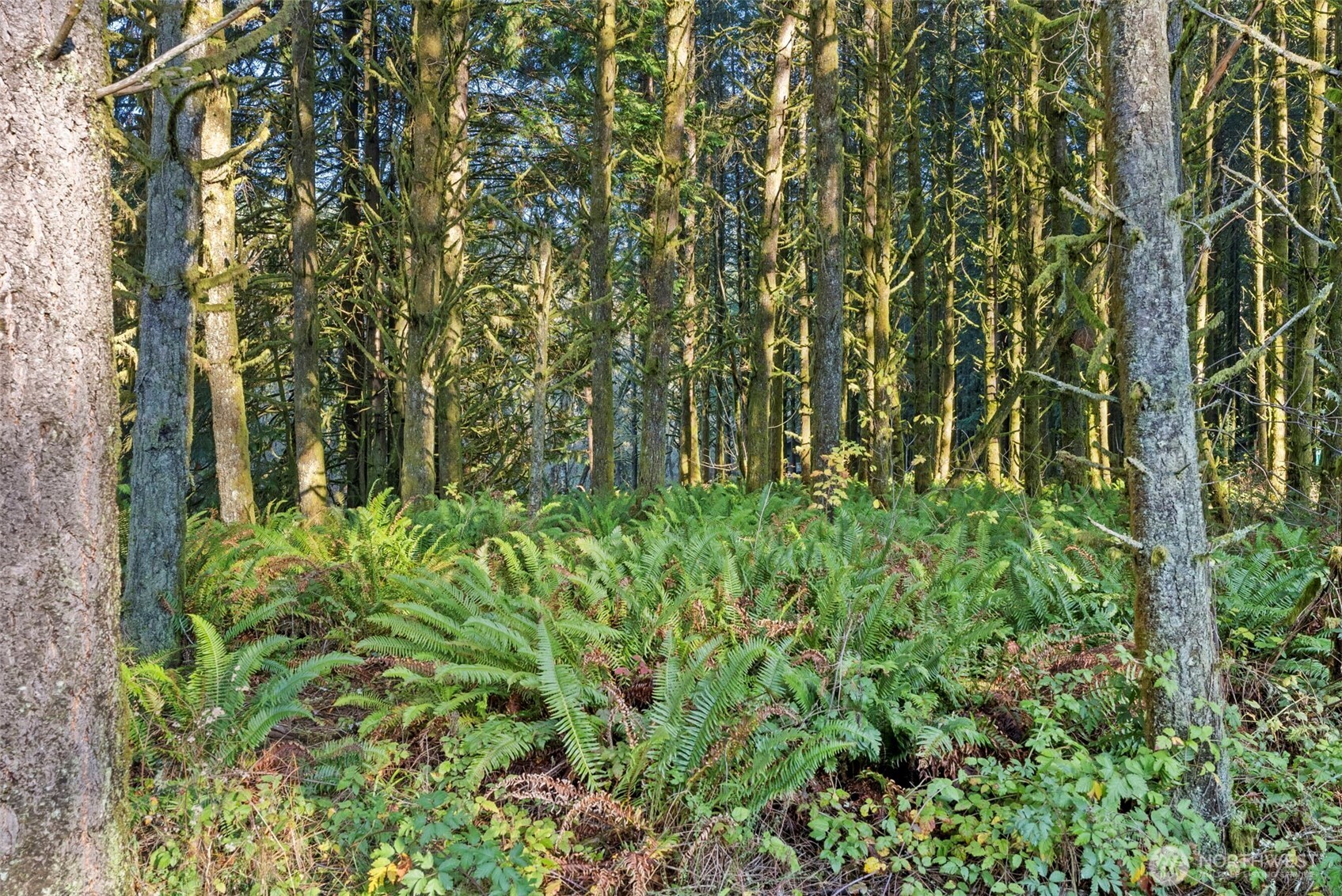 Chehalis, Washington, 98532, United States, 2 Bedrooms Bedrooms, ,1 BathroomBathrooms,Residential,For Sale,2002631