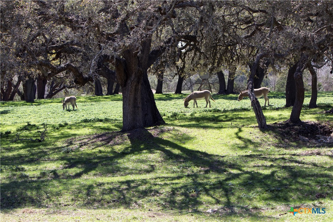 Blanco, Texas, 78606, United States, ,Land,For Sale,1877440