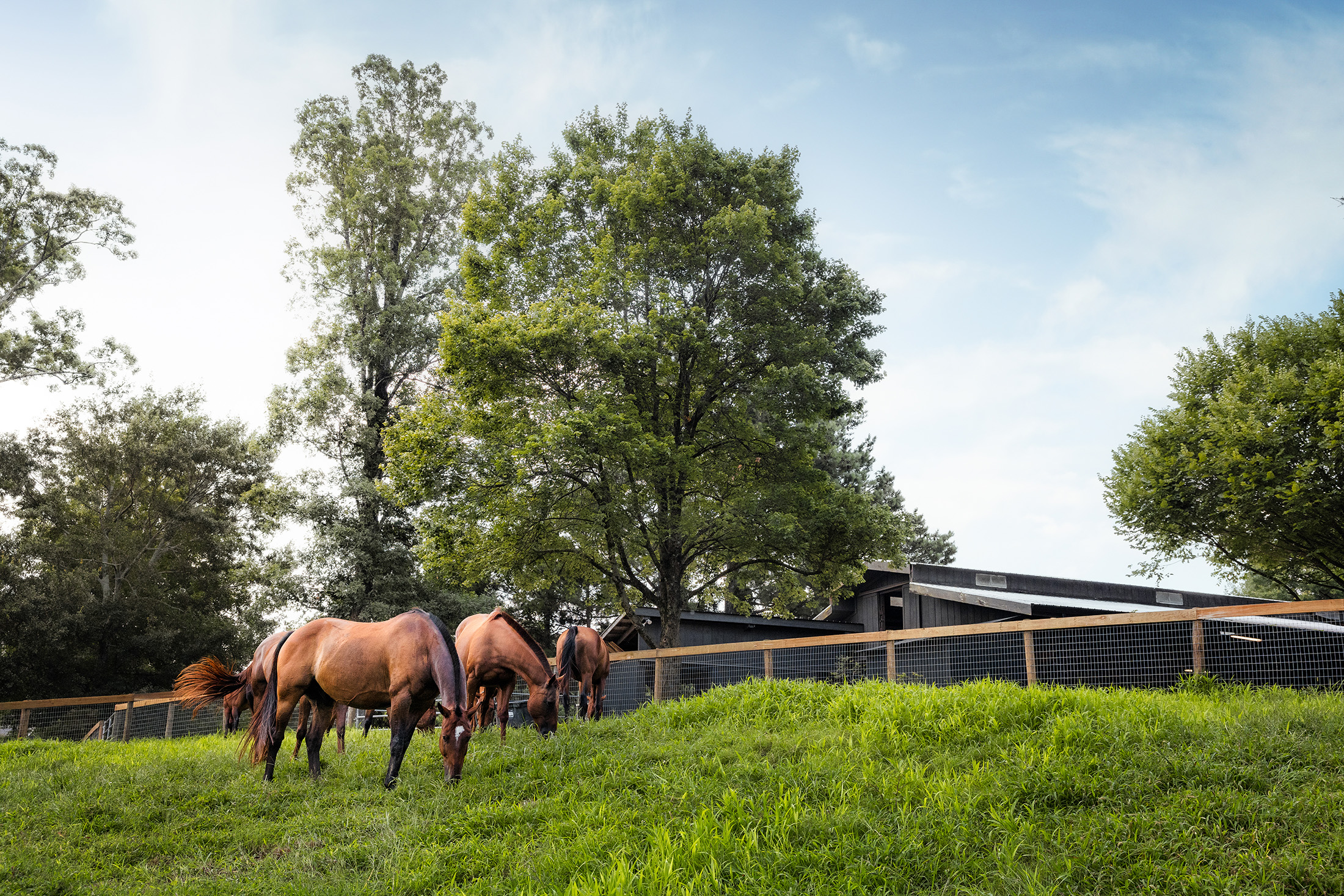  Rare Equestrian Facility with Prestigious Address - 物件實景