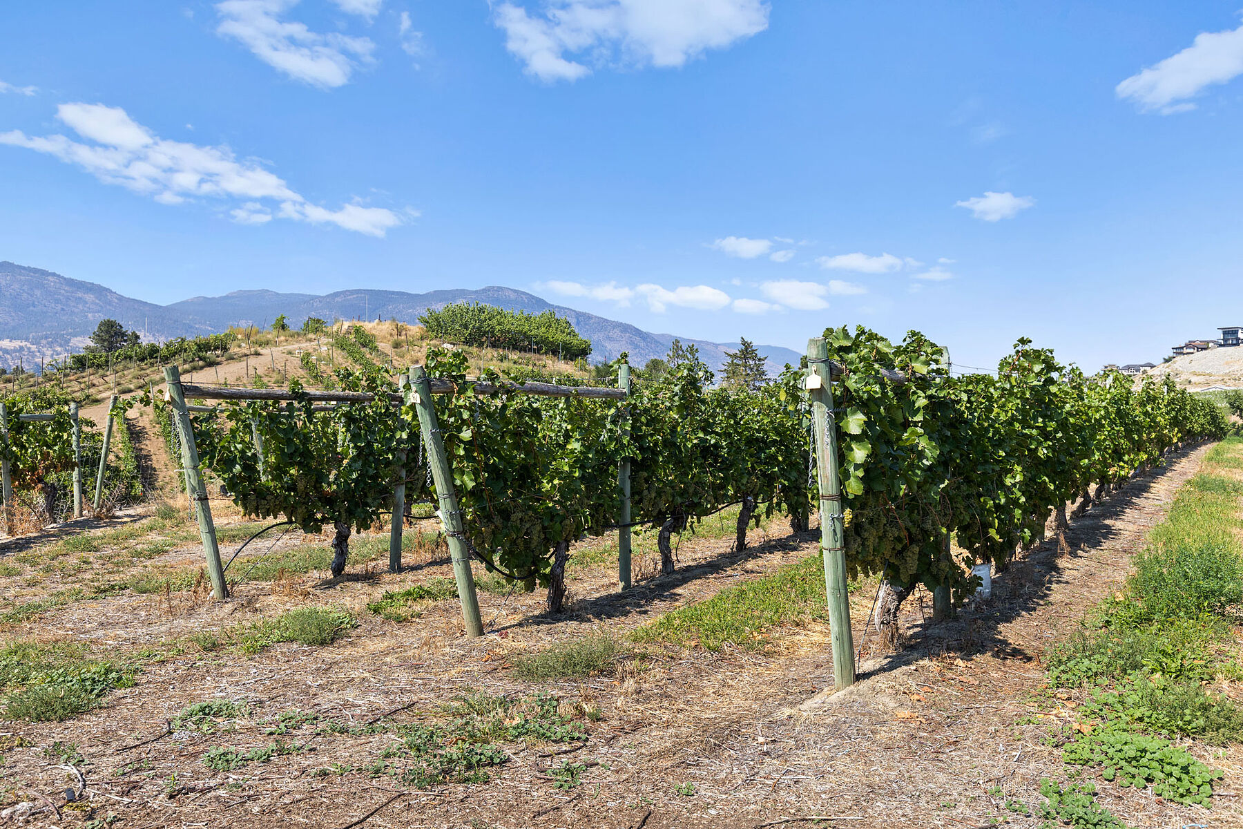  Boutique Okanagan Winery - 物件實景