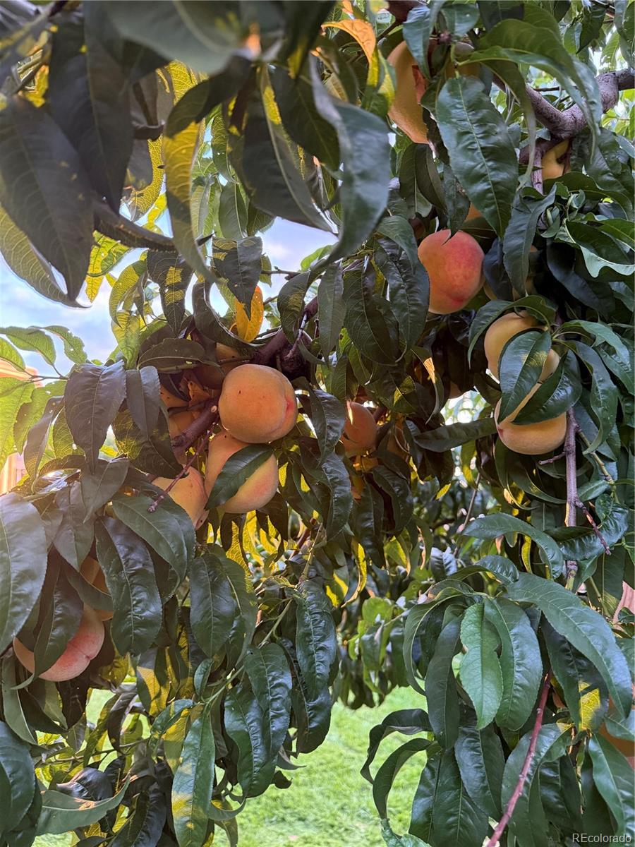 Frederick, Colorado, 80530, United States, 5 Bedrooms Bedrooms, ,3 BathroomsBathrooms,Residential,For Sale,2003063