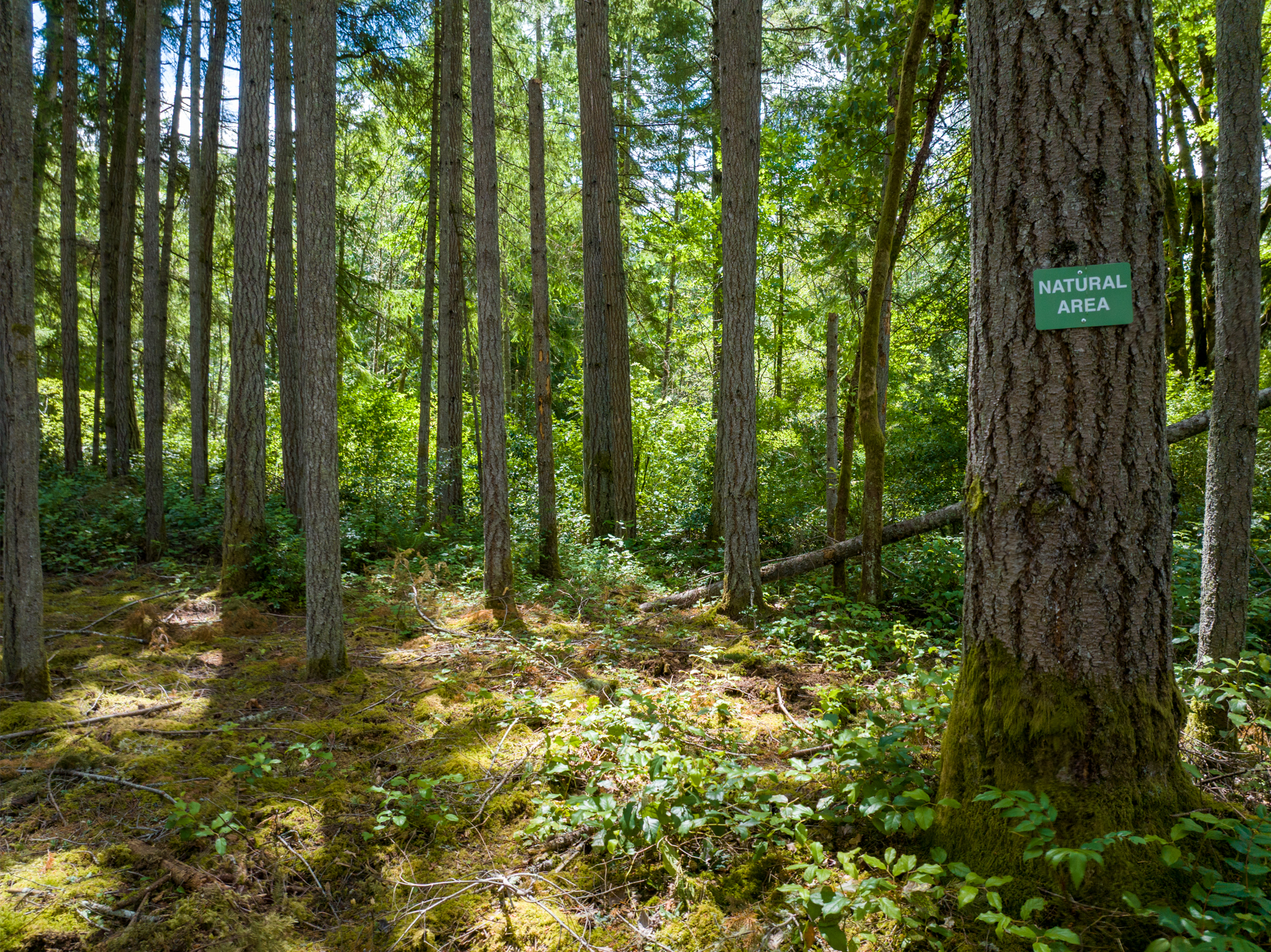  Lot B Bucsit Lane Northeast, Bainbridge Island, WA 98110 - 物件實景