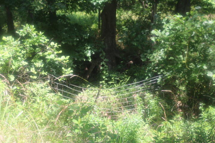 Polk, Missouri, 65727, United States, ,Land,For Sale,1980569