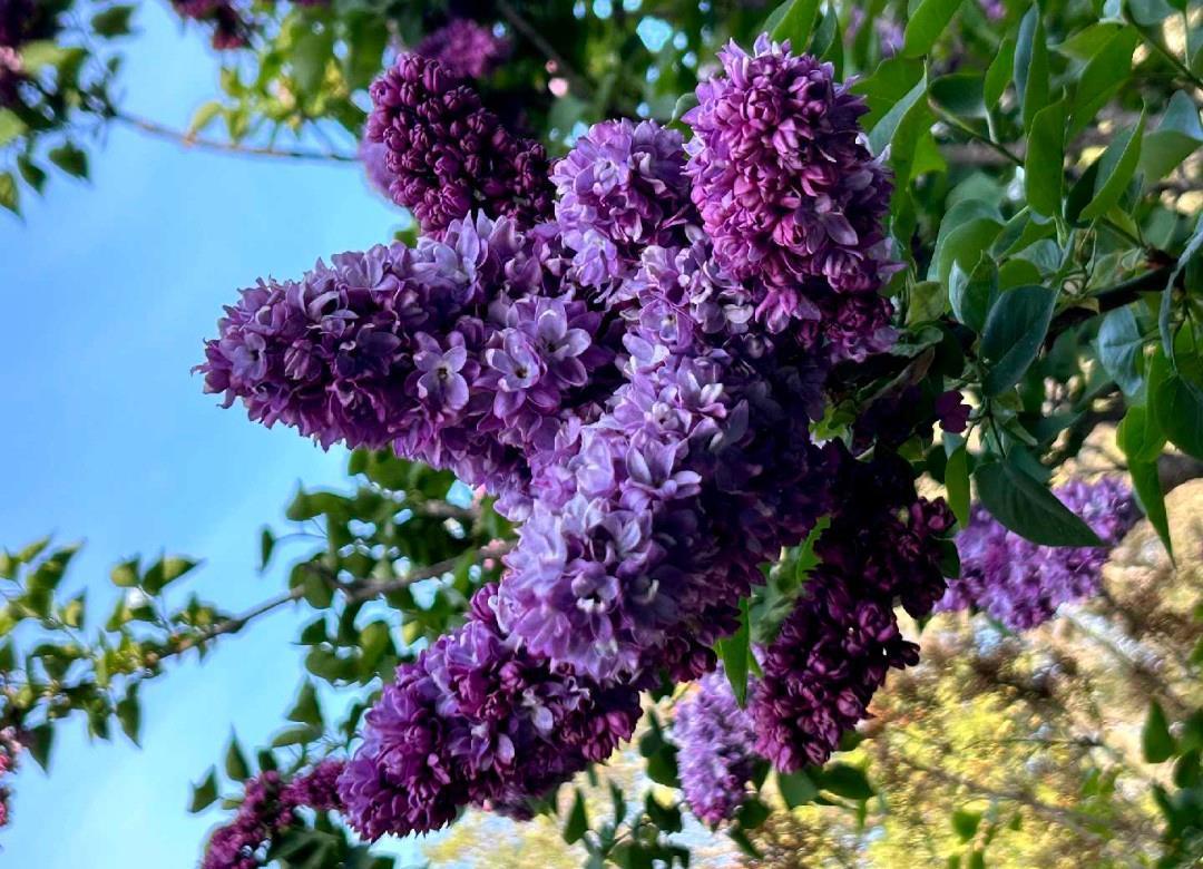 Grass Valley, California, 95949, United States, 3 Bedrooms Bedrooms, ,3 BathroomsBathrooms,Residential,For Sale,1983094