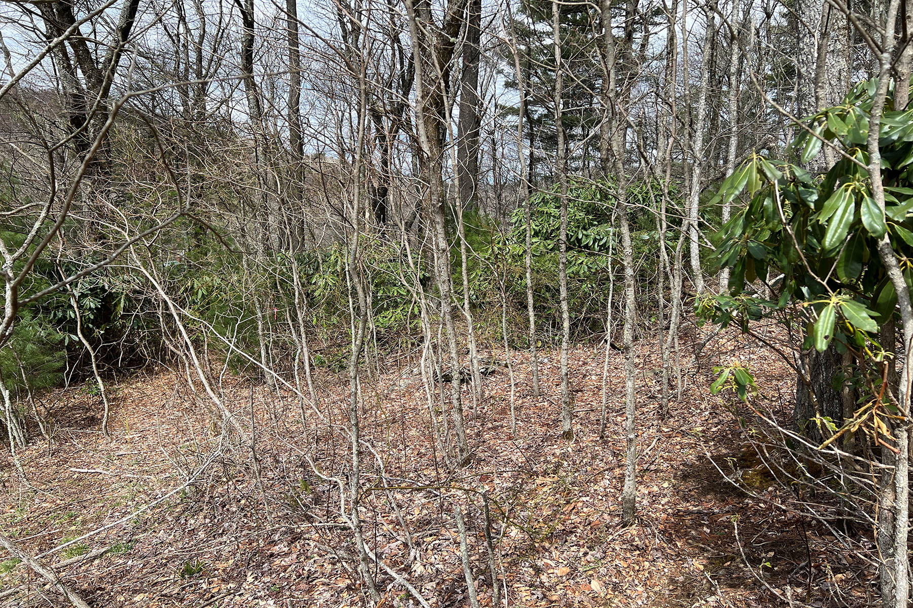  CRAIG FOREST - BLOWING ROCK - 物件實景