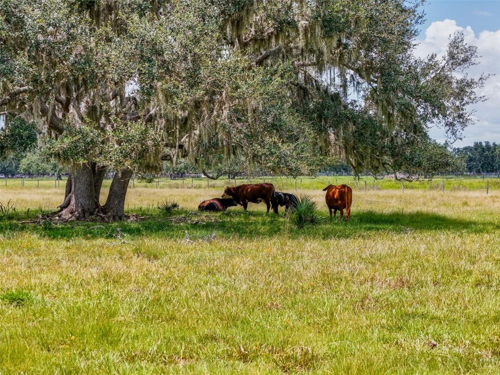 Myakka City, Florida, 34251, United States, ,Land,For Sale,1908306