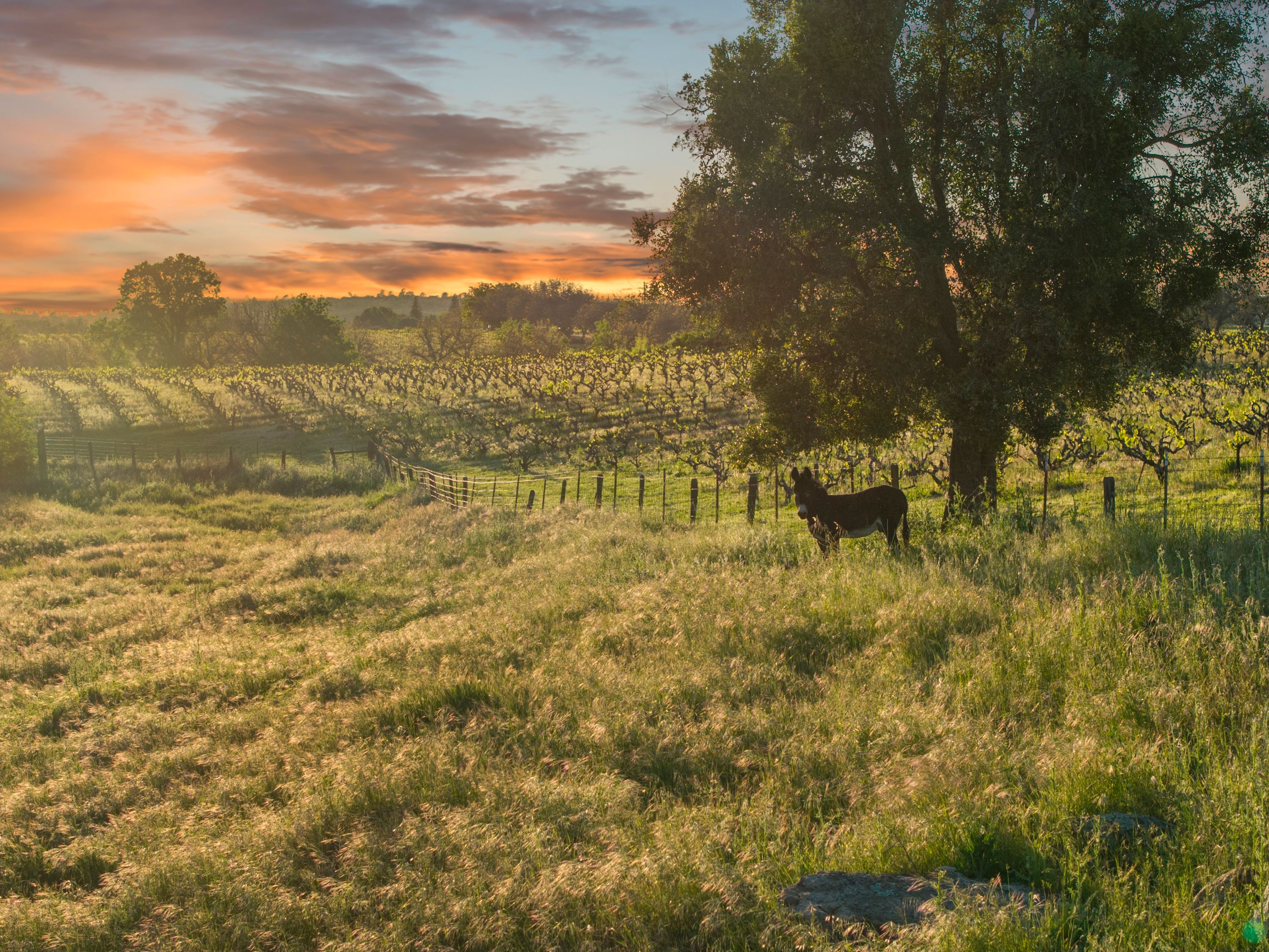  107 Acres - Seasonal Creek - Legacy - 物件實景