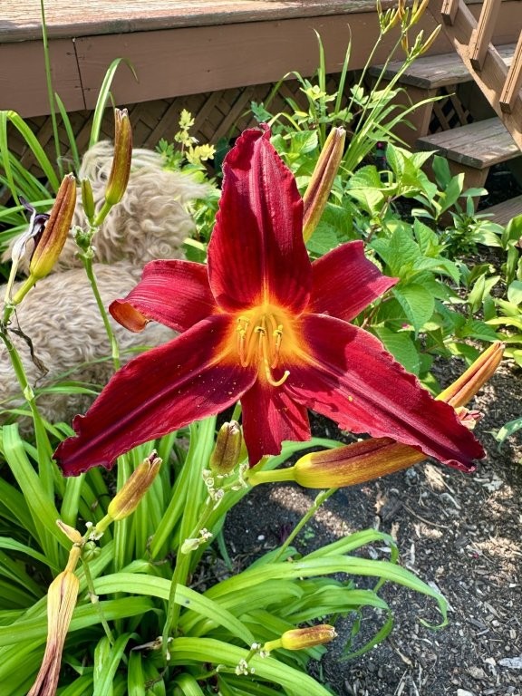 Bemidji, Minnesota, 56601, United States, 6 Bedrooms Bedrooms, ,2 BathroomsBathrooms,Residential,For Sale,2000102