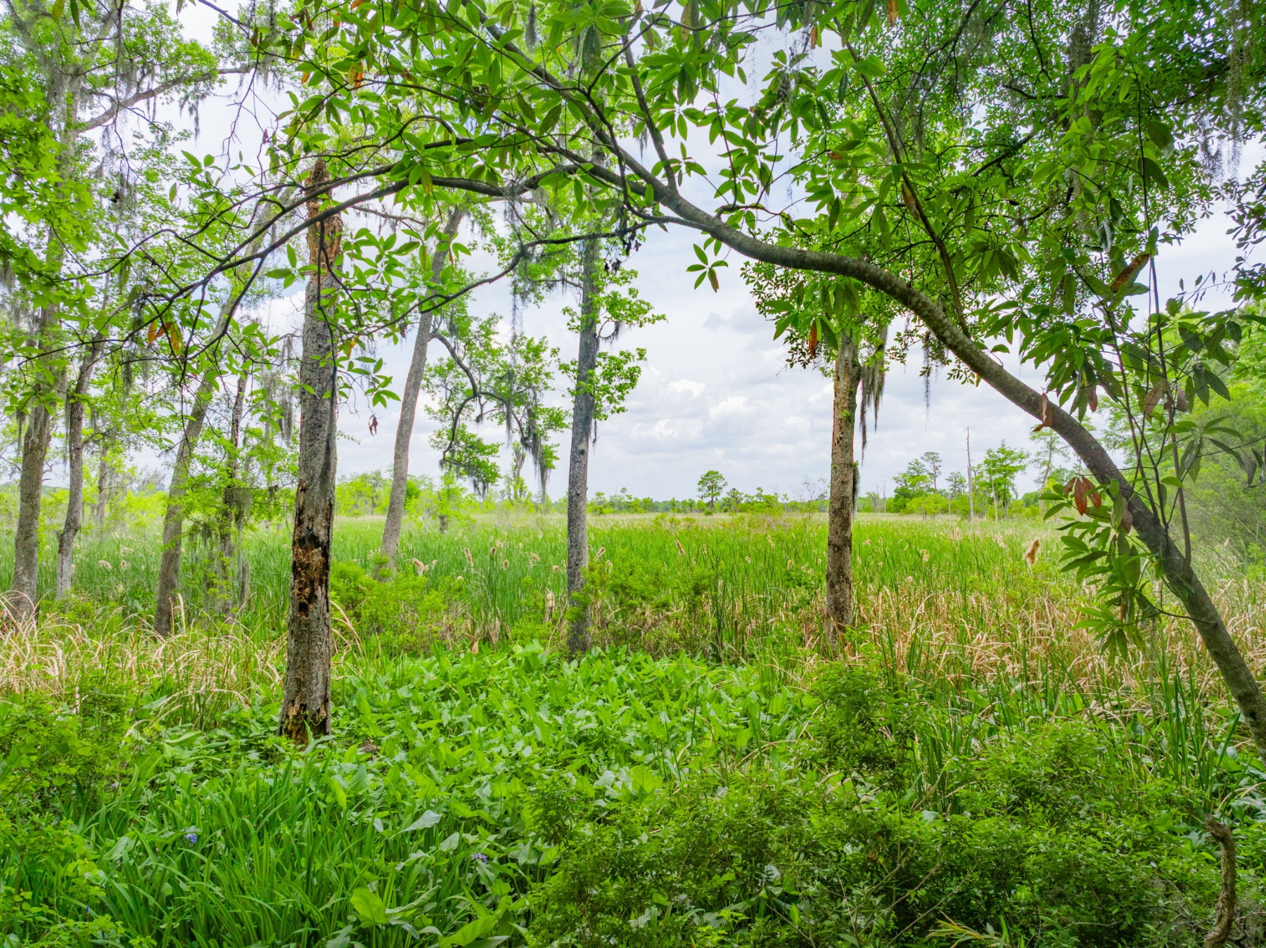  800 Silk Hope Drive, Richmond Hill - 物件實景