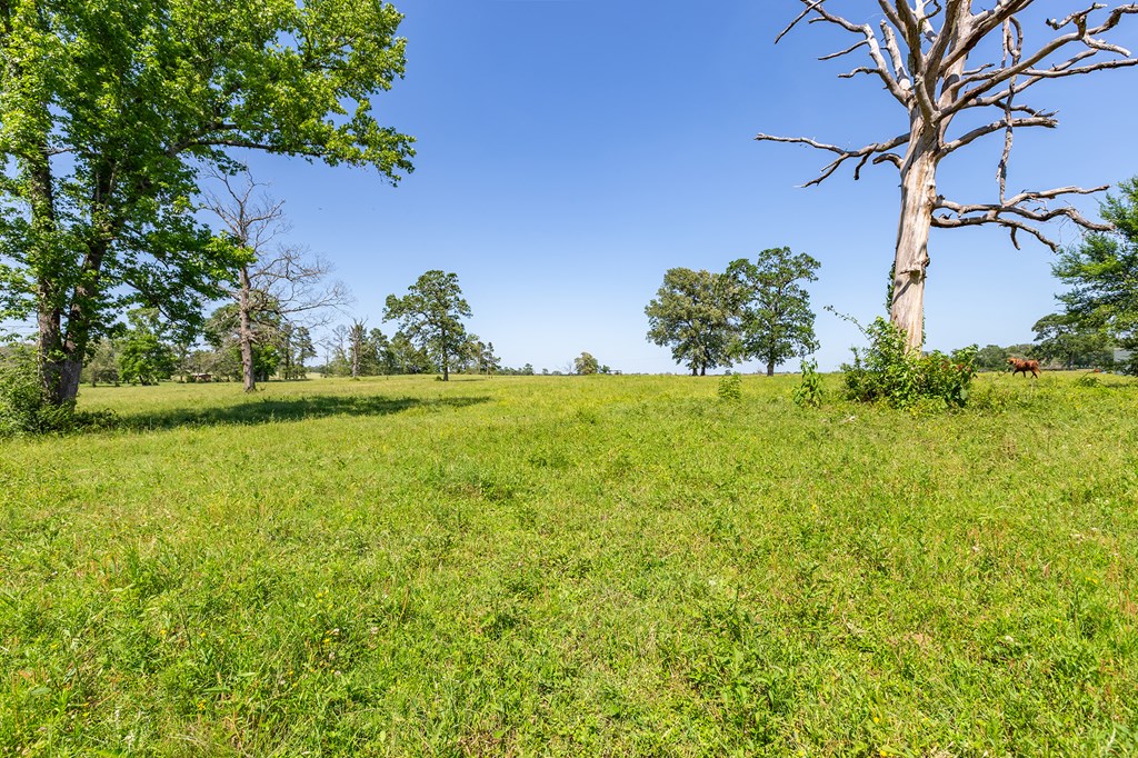 Pollok, Texas, 75969, United States, ,Residential,For Sale,1928088