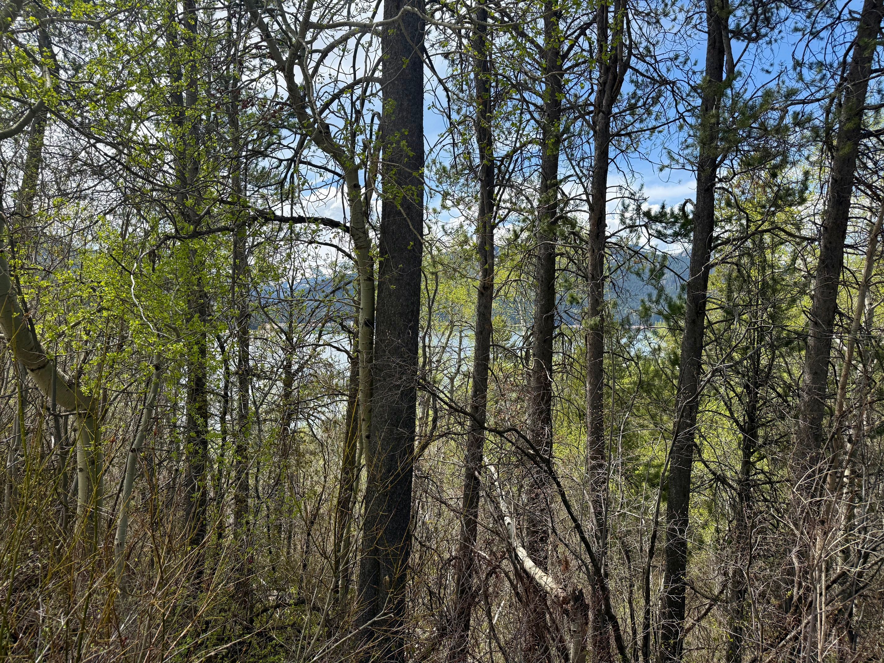  Property Overlooking the Palisades Reservoir - 物件實景