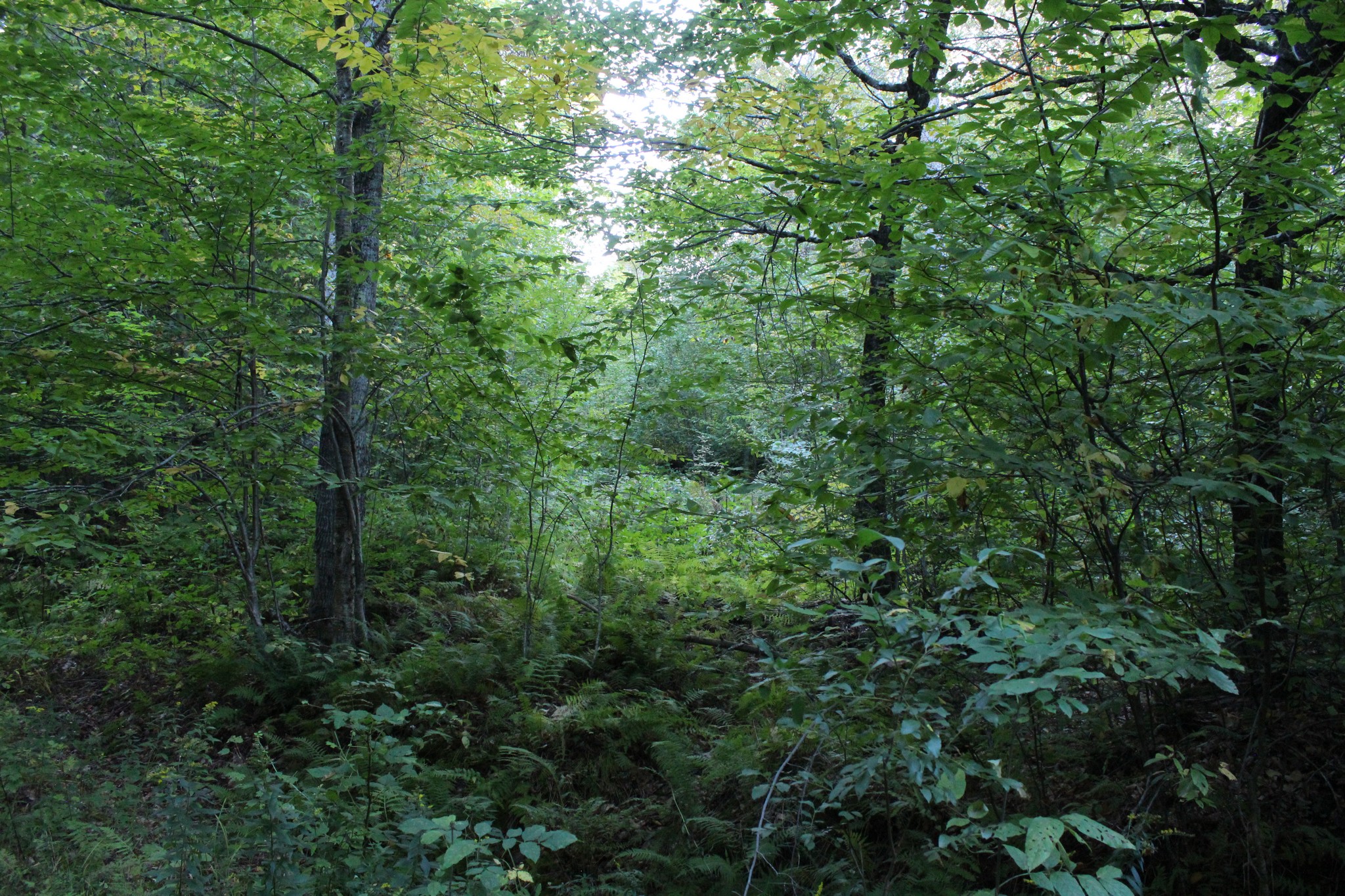  38 Johnson Hill Road - 物件實景