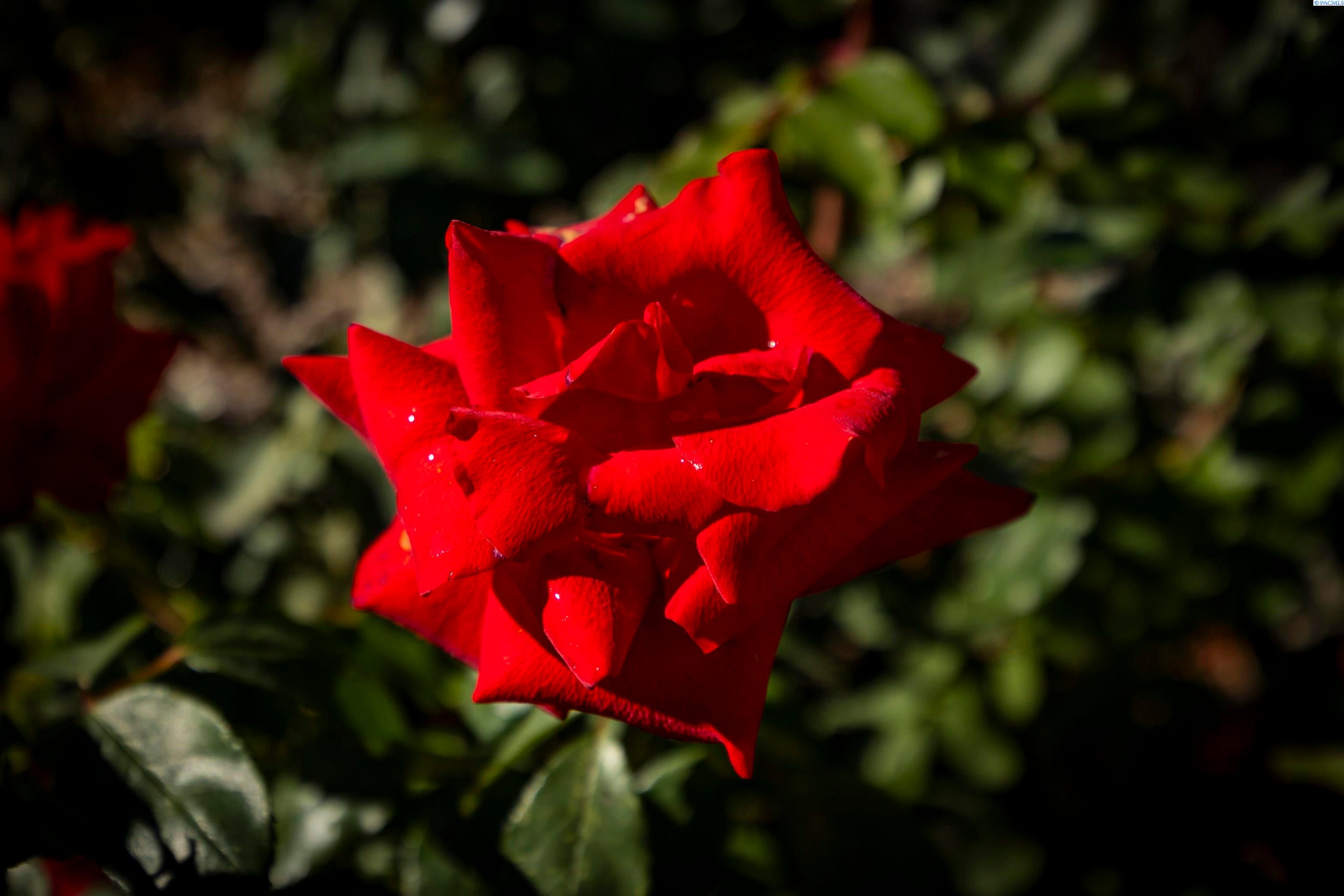 Benton City, Washington, 99320, United States, 3 Bedrooms Bedrooms, ,2 BathroomsBathrooms,Residential,For Sale,1992566