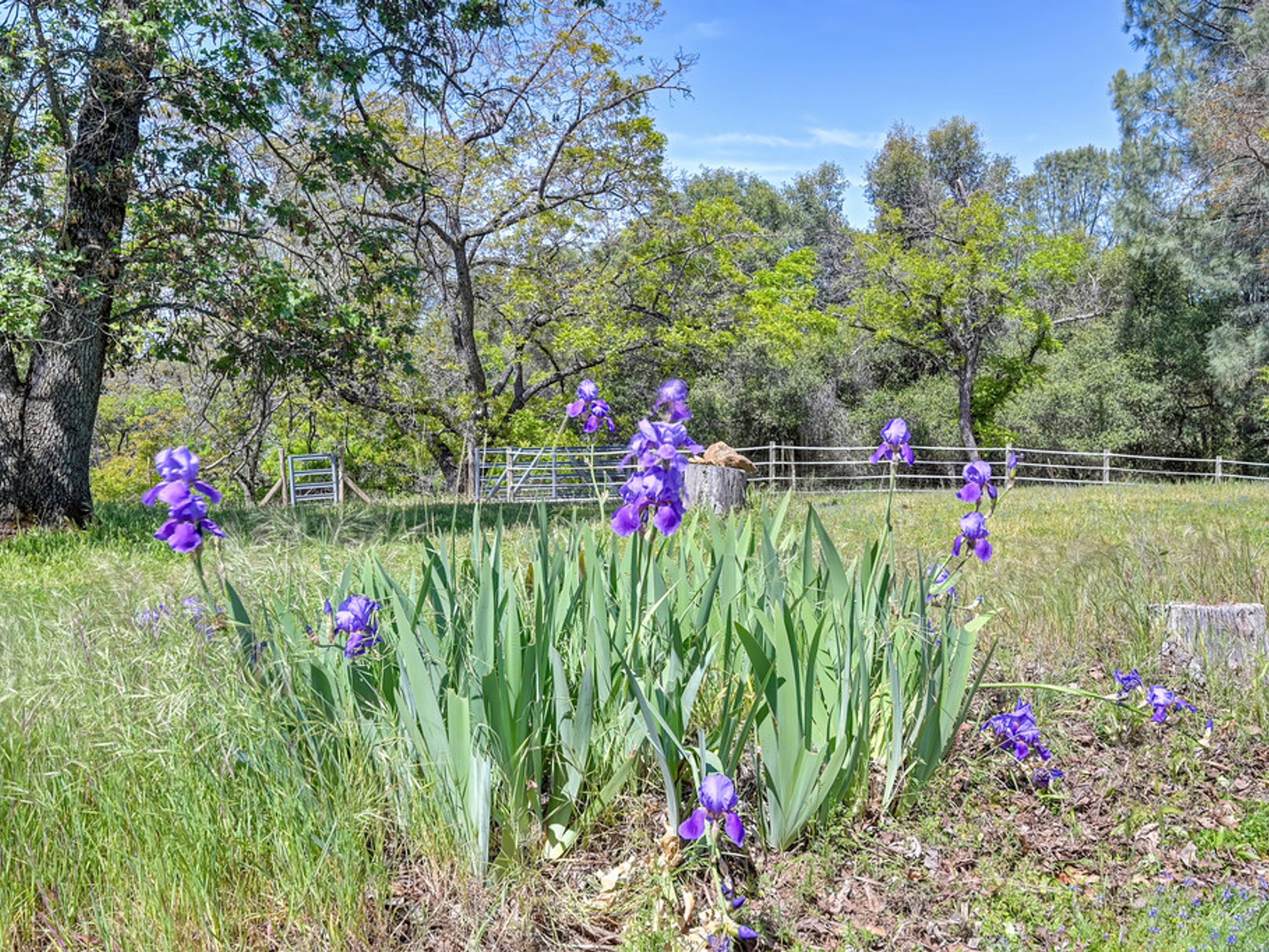  1800 Silverado Drive, Placerville, CA 95667 - 物件實景