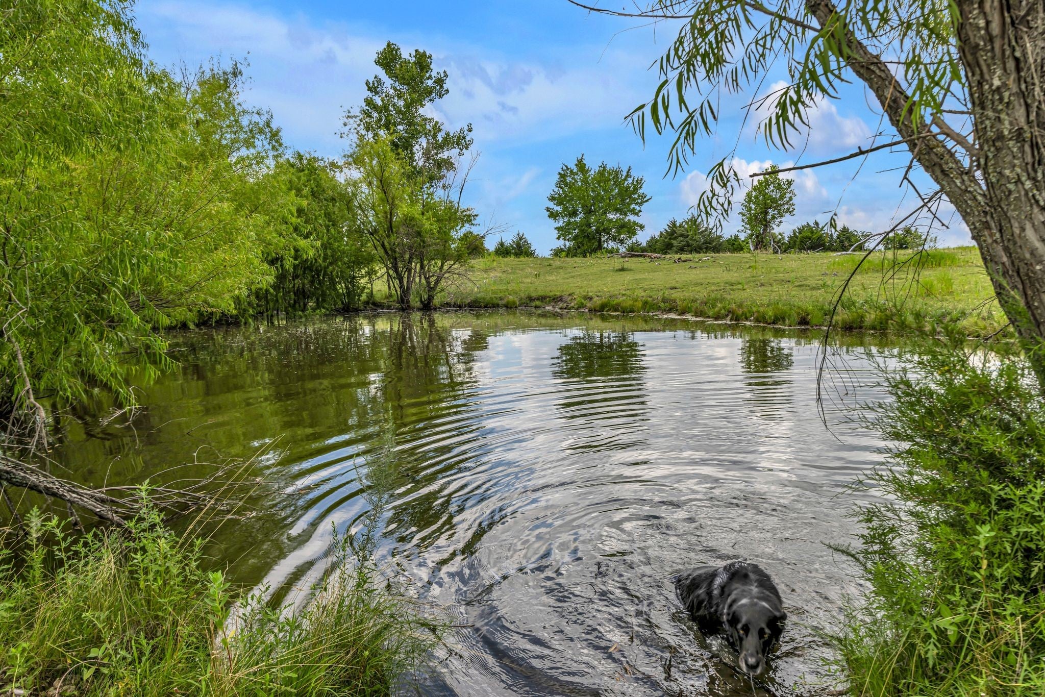 Forney, Texas, 75126, United States, 4 Bedrooms Bedrooms, ,3 BathroomsBathrooms,Residential,For Sale,1974653