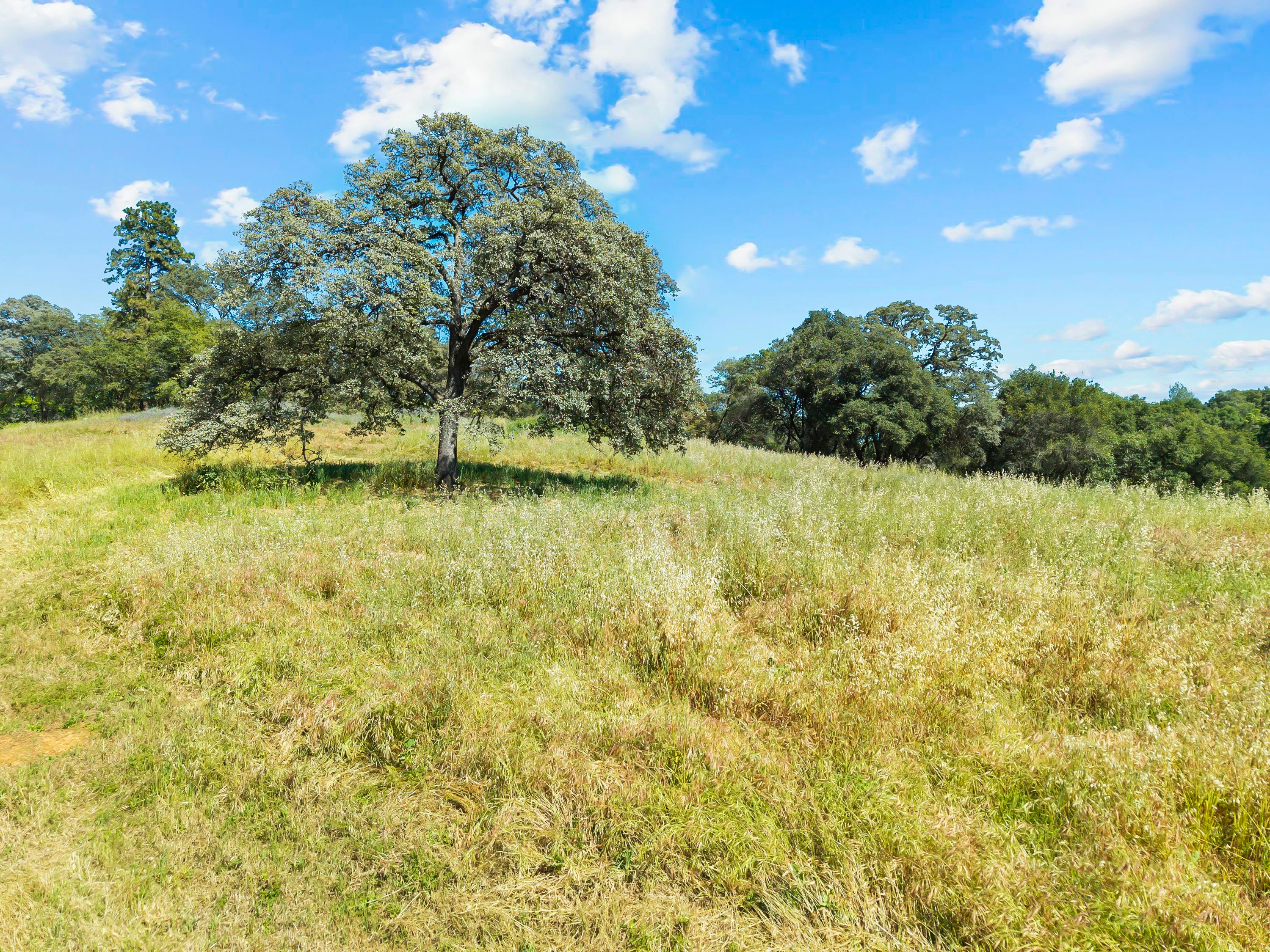  2105 Precision Place, Auburn, CA 95603 - 物件實景