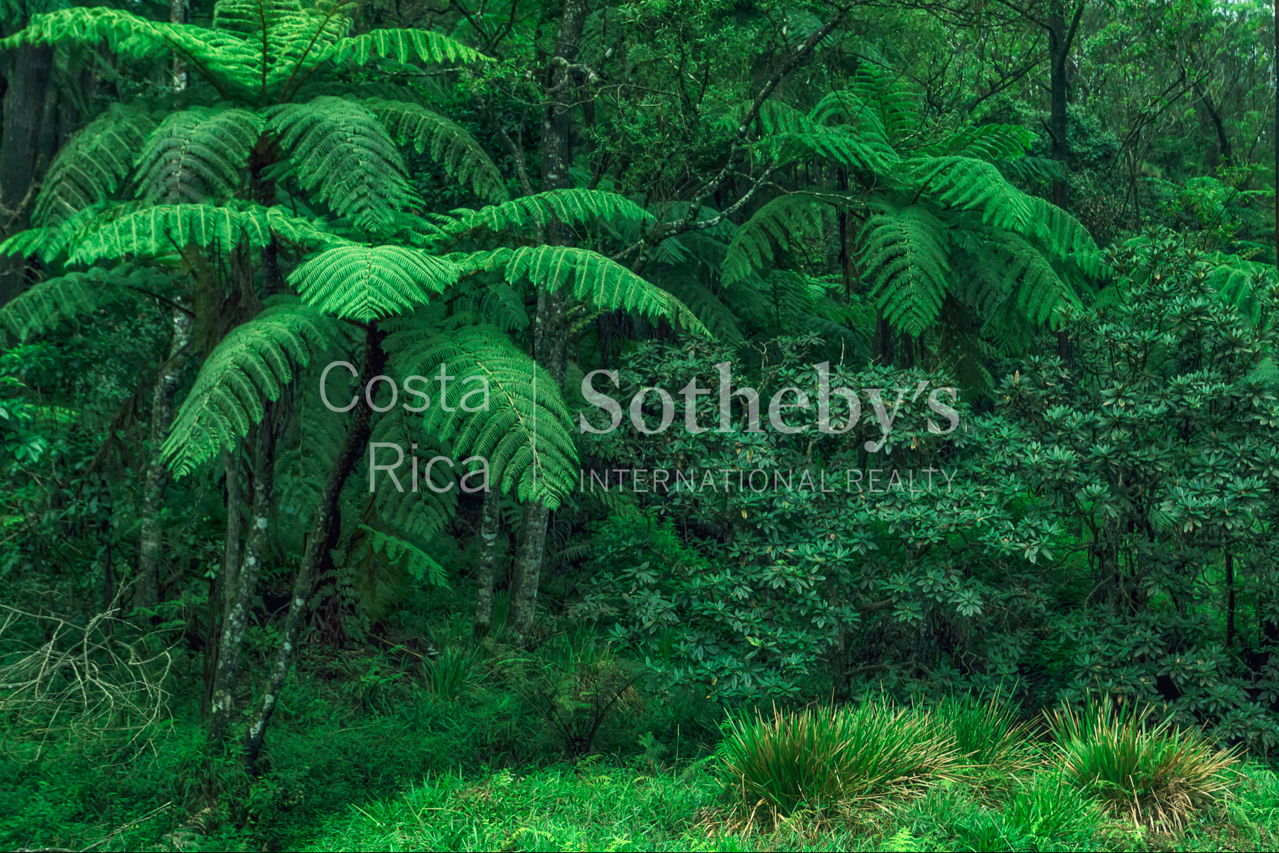  300ha Conservation of Tropical Rainforest - 物件實景