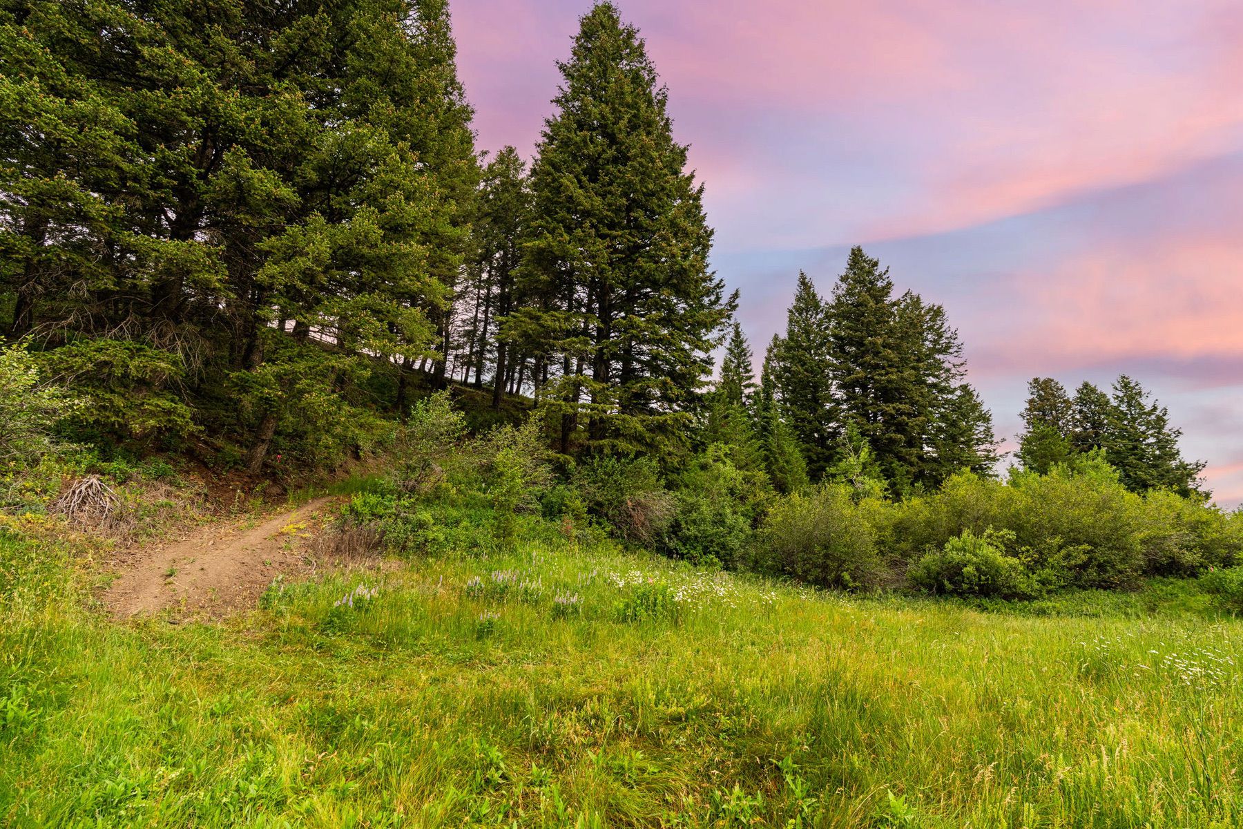  215 Timberline Creek Dr - 物件實景