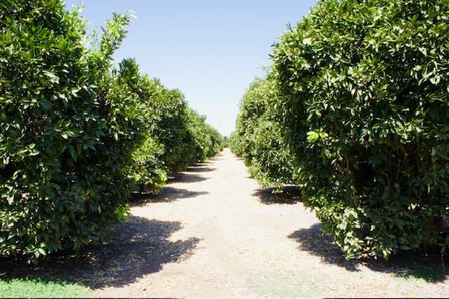 Lindsay, California, 93247, United States, 4 Bedrooms Bedrooms, ,2 BathroomsBathrooms,Residential,For Sale,1982770