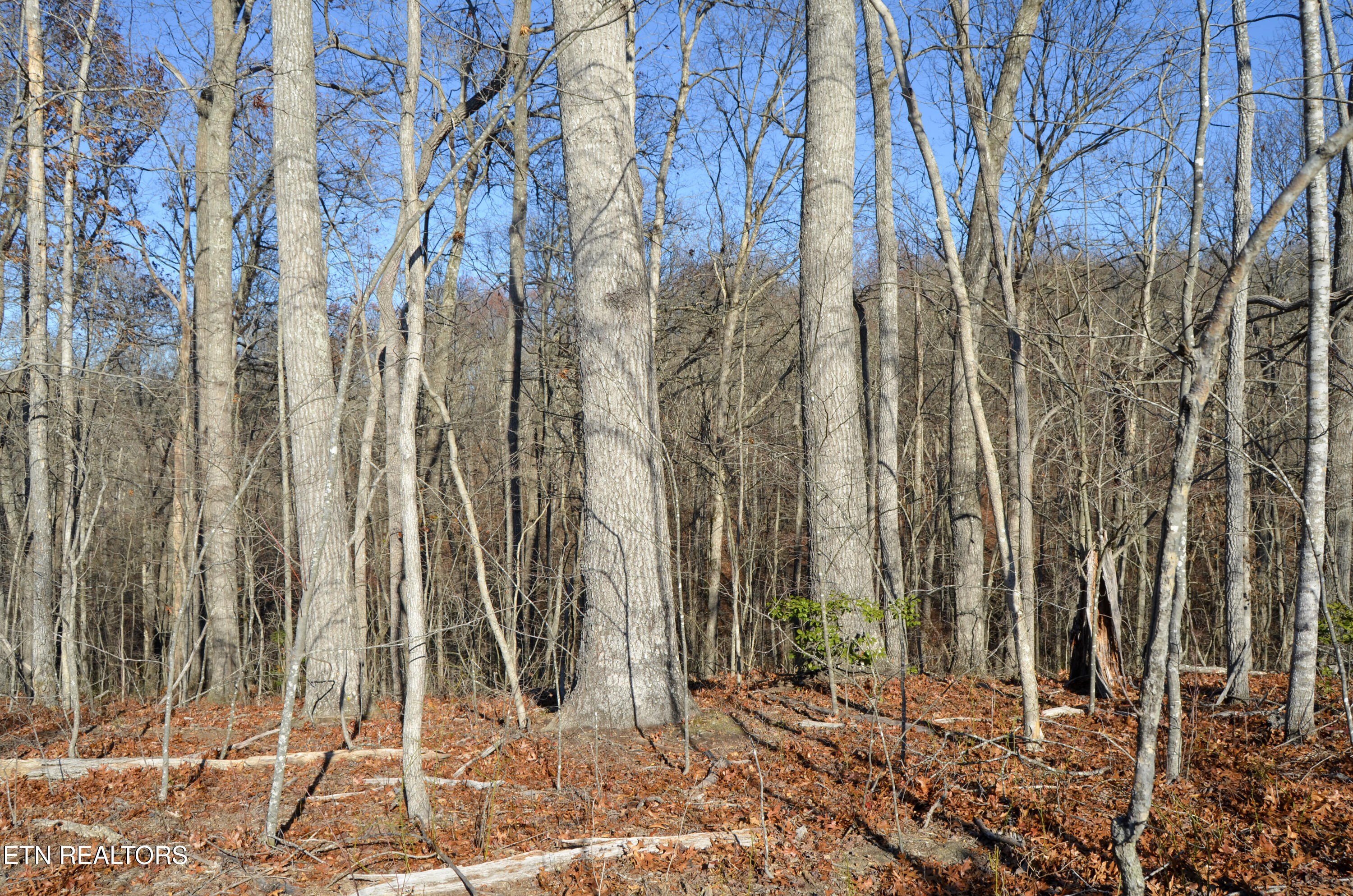 Crossville, Tennessee, 38555, United States, ,Land,For Sale,1978266